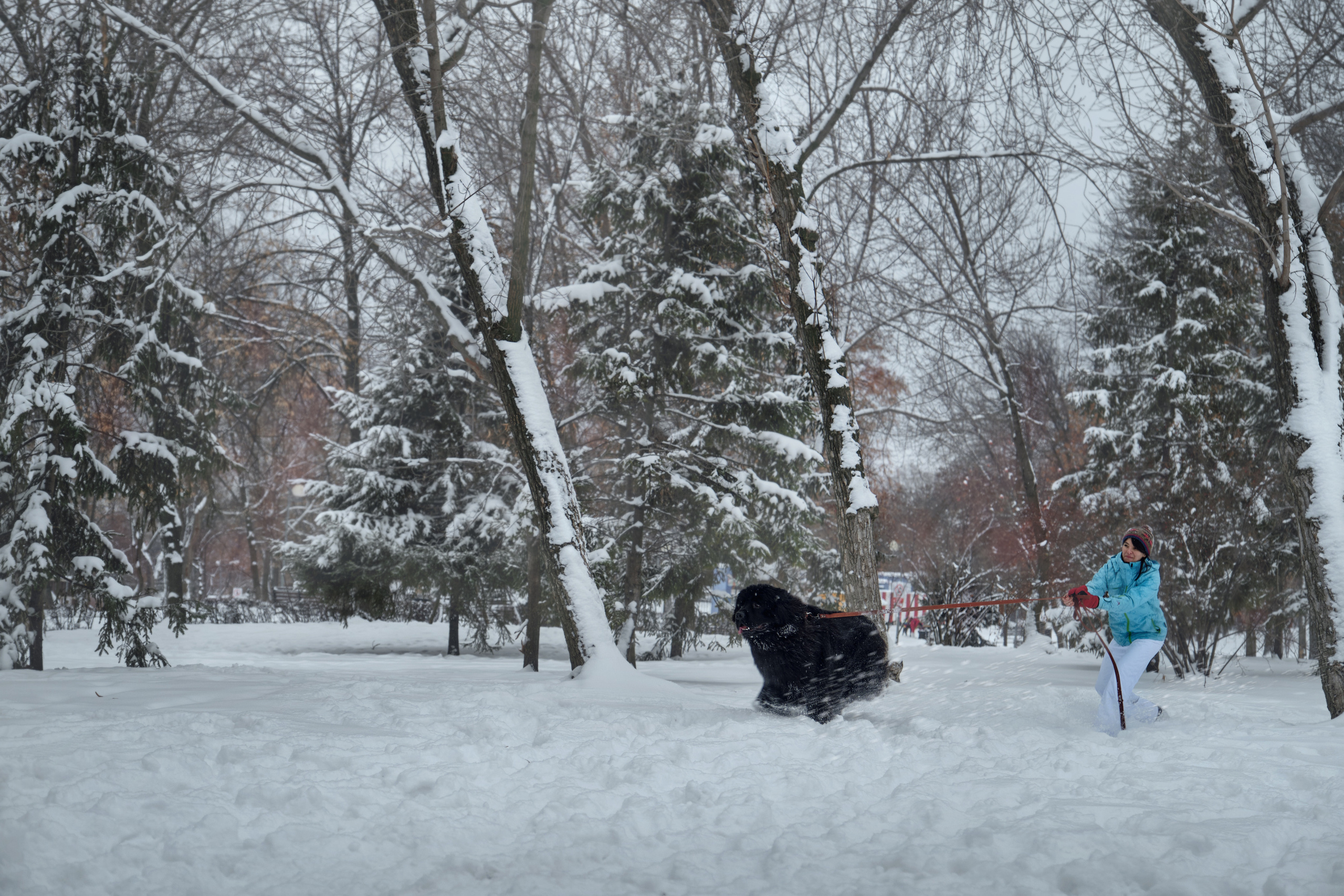 Фотосессия с собакой на улице