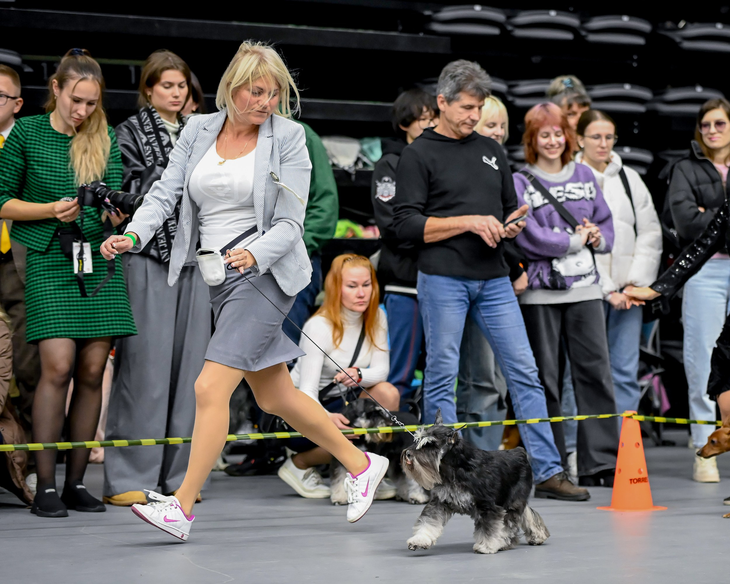 Софи/Asson Ari Vivien Marceau. Питомник цвергшнауцеров в Беларуси «Делинсо Бэлэнс»
