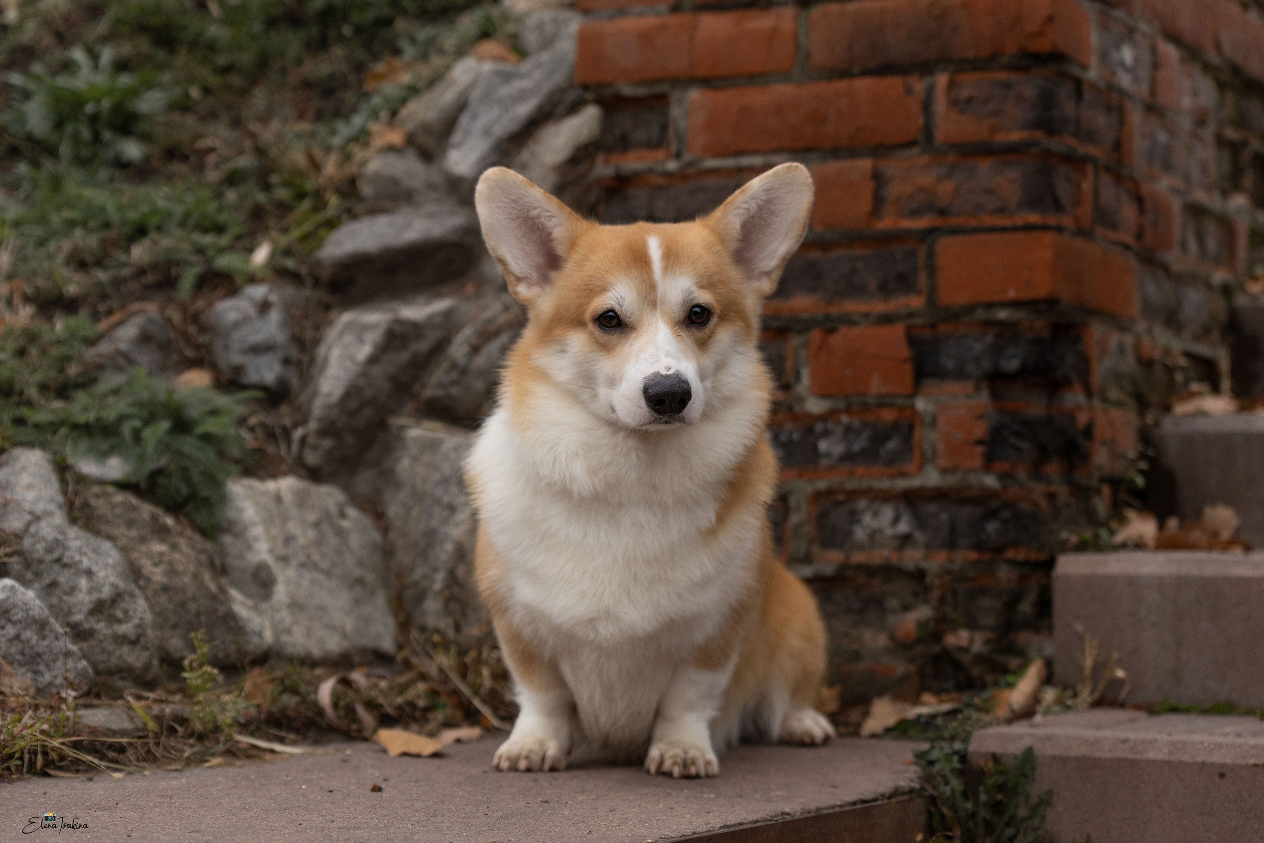 Ларри. Купить щенка Вельш-корги-кардиган в семейном питомнике — Ice Fantasy