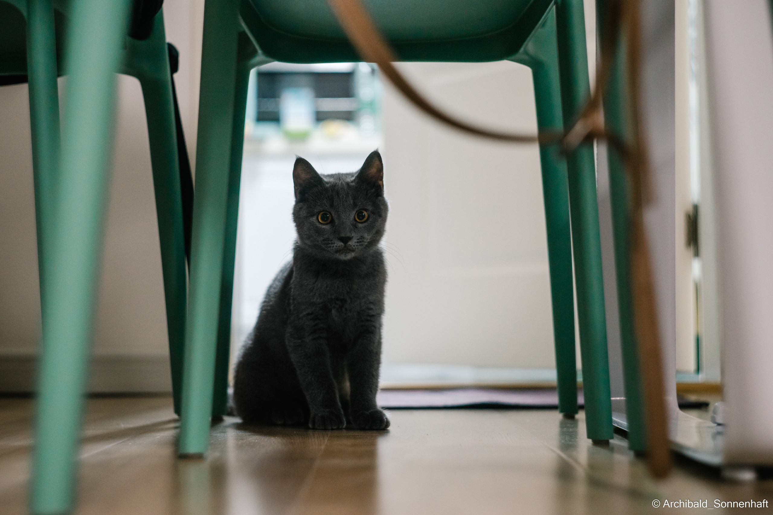 Chinese and Kyrgyzstan’s family!. Photographer in Guangzhou, China. Archibald Sonnenhaft