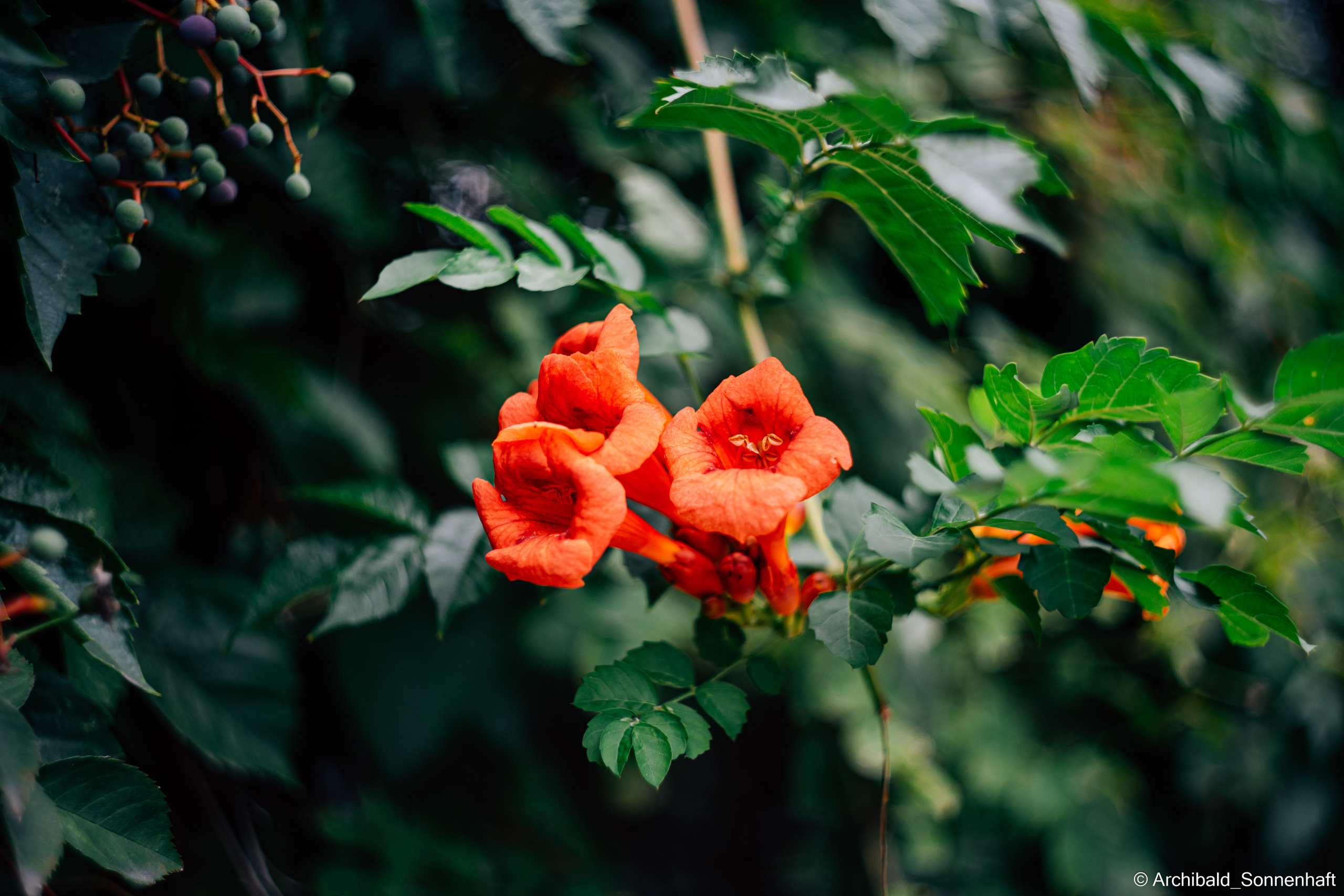 天津泥人张 Tianjin’s Nirenzhang (Tianjin Clay Figure). Photographer in Guangzhou, China. Archibald Sonnenhaft