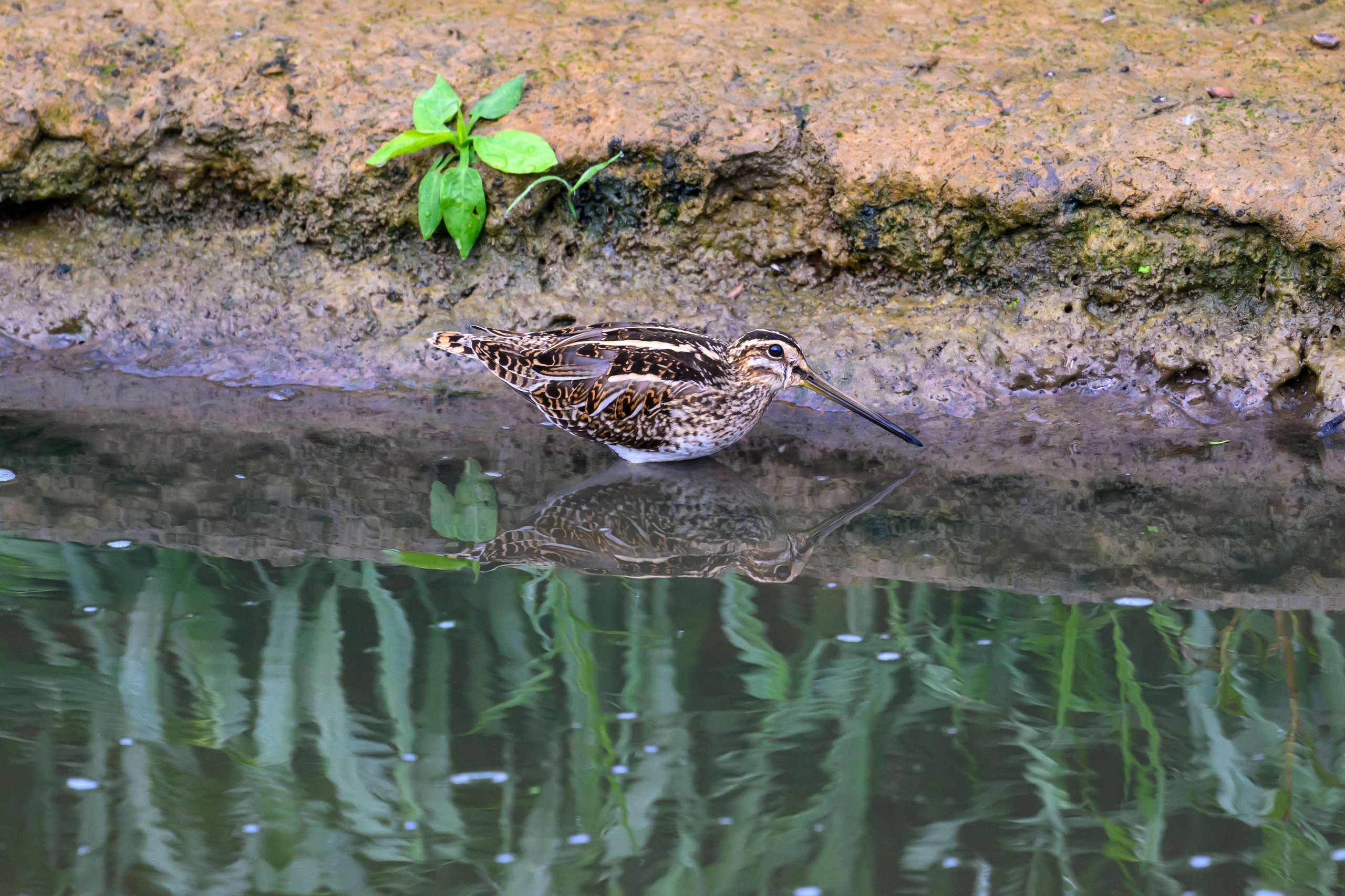 Фифи и бекасы | Woodcocks and snipes. Фотограф Сергей Пупонин