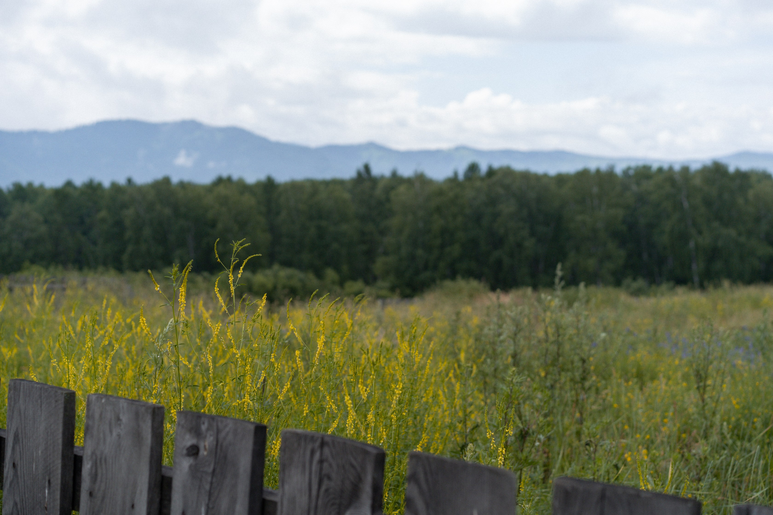 Алтай 2025. Лиза Фирстова