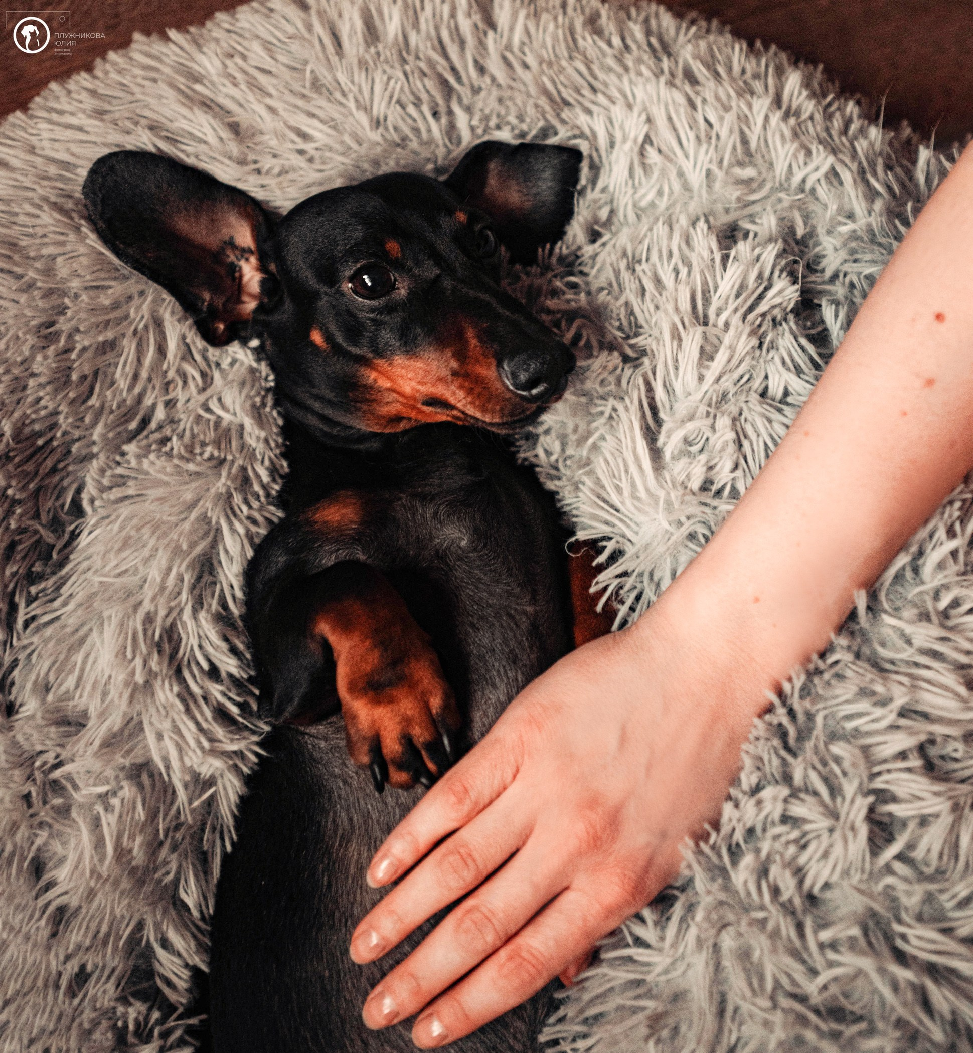 Таня и Грант. Фотограф — анималист Саратов/Москва|Плужникова Юлия