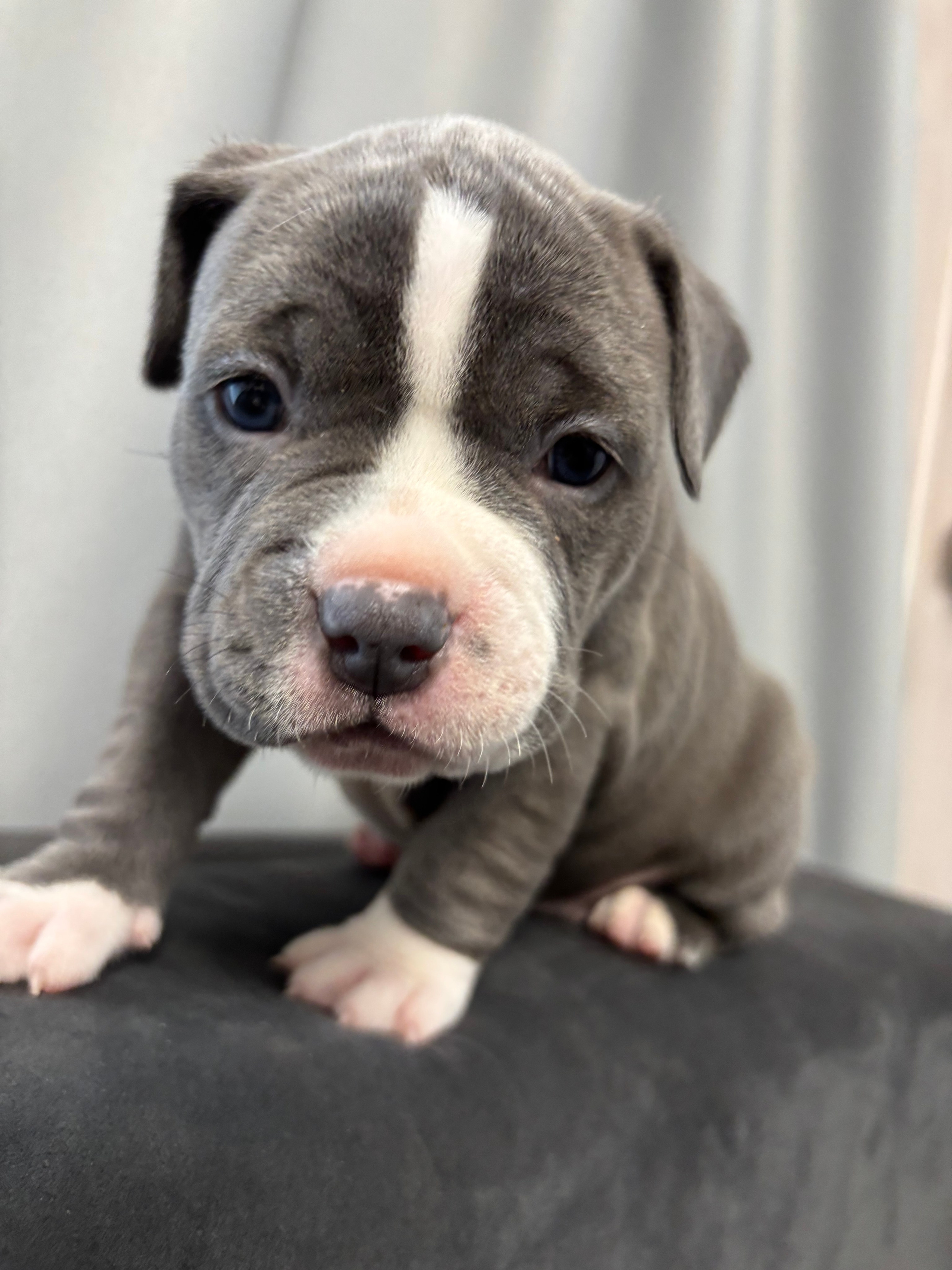 Помет Рич и Дося 04.02.25. Американский Булли в г. Ростов-на-Дону. Питомник THE POWER OF SIBERIA