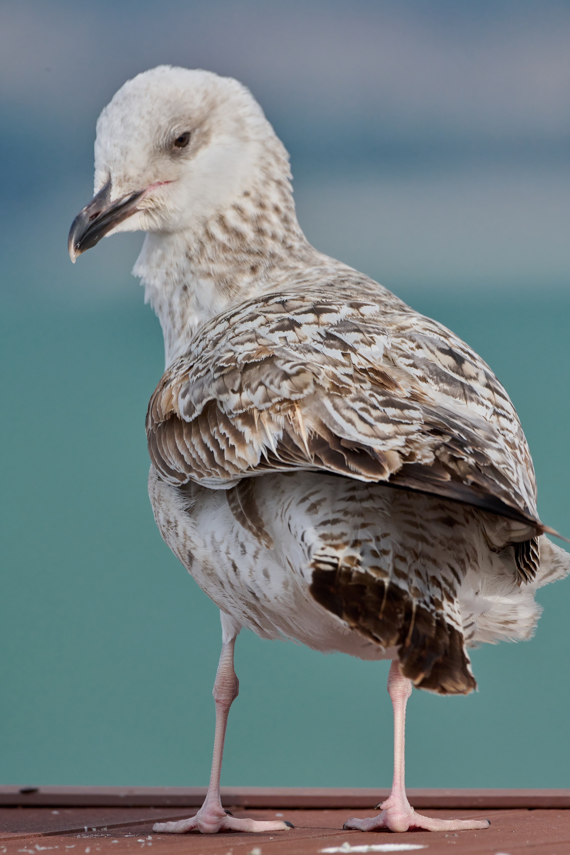 Фотографии животных. Яркие фото на Чёрном море