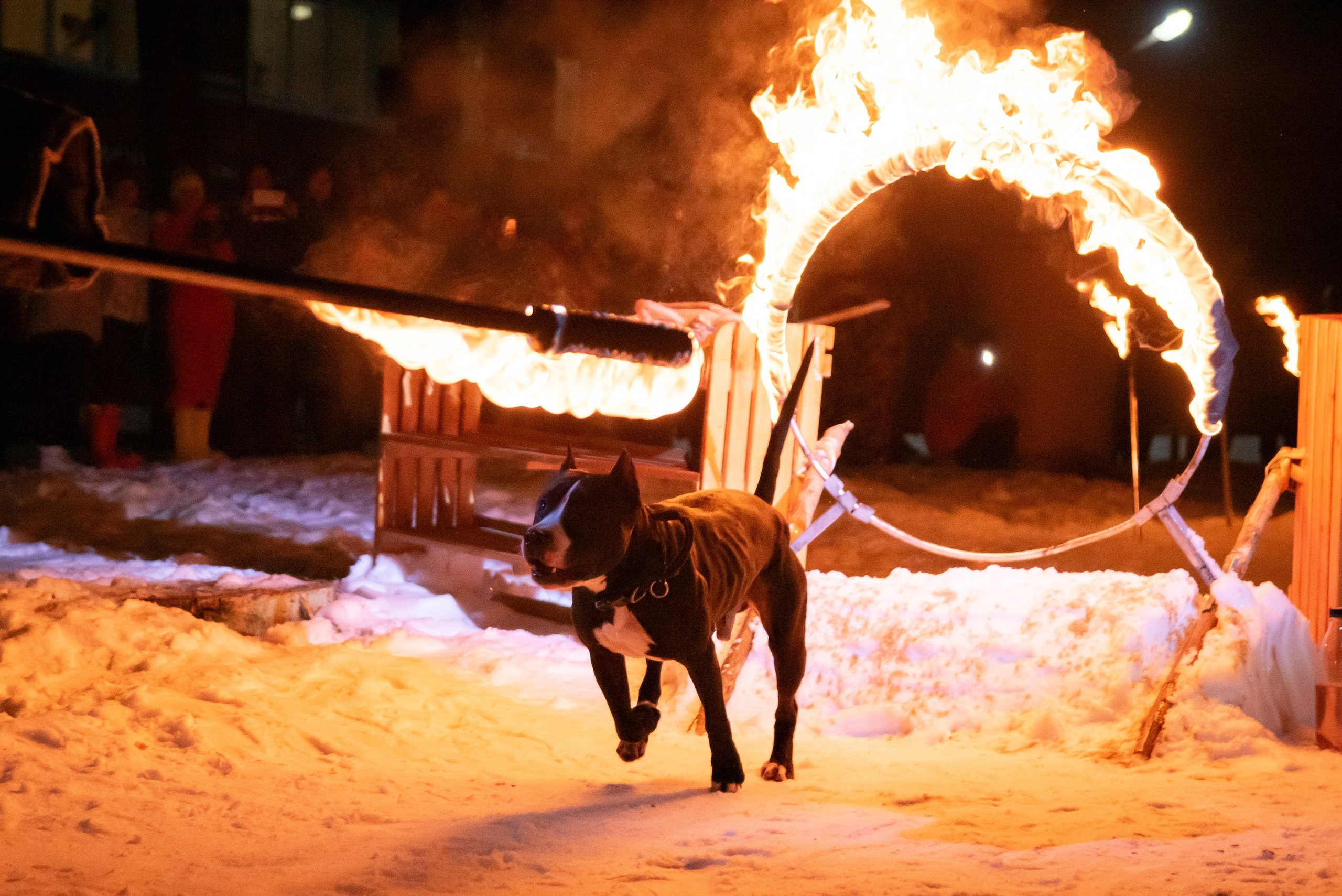 Фотосессии в кинологическом лагере. Фотограф Макс Огурцов в Нижнем Новгороде