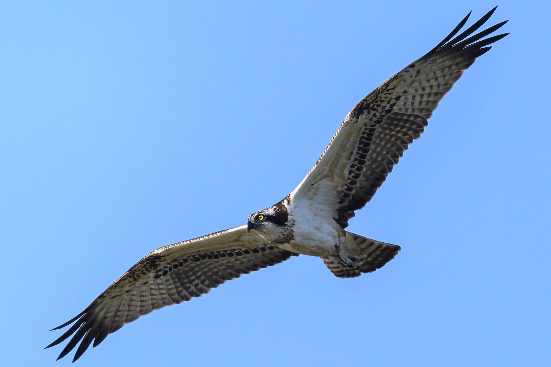 Скопа и канюк. The Osprey and the Buzzard. Фотограф Сергей Пупонин