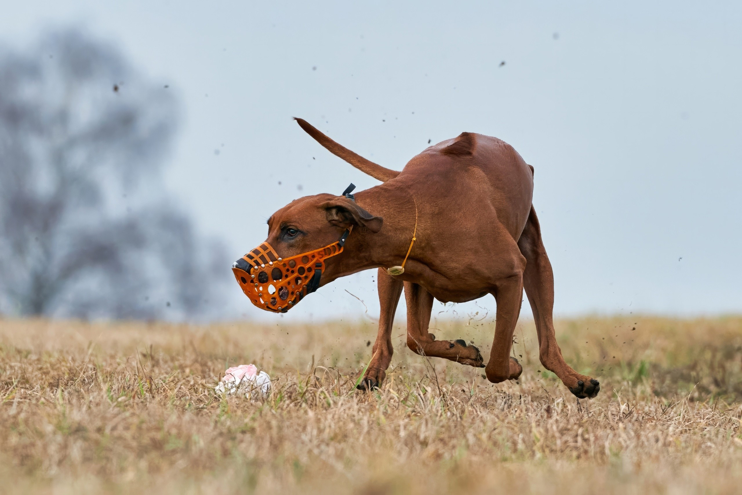 Состязания свор «Тройки». Фотограф-анималист Михаил Манухин