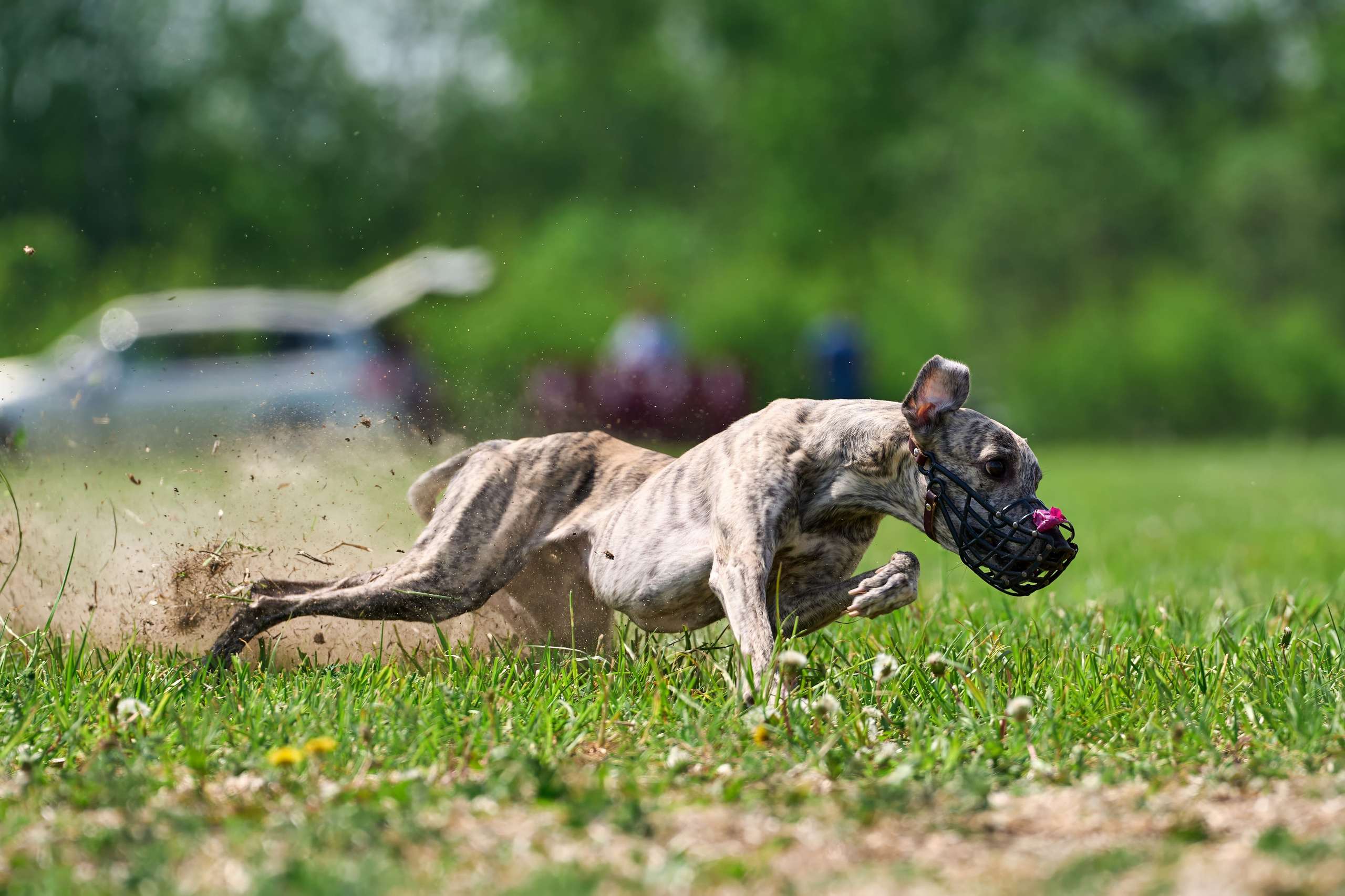 Квалификация по рейсингу. РАЛББ и Курсинг на Ярославке. Фотограф-анималист Михаил Манухин