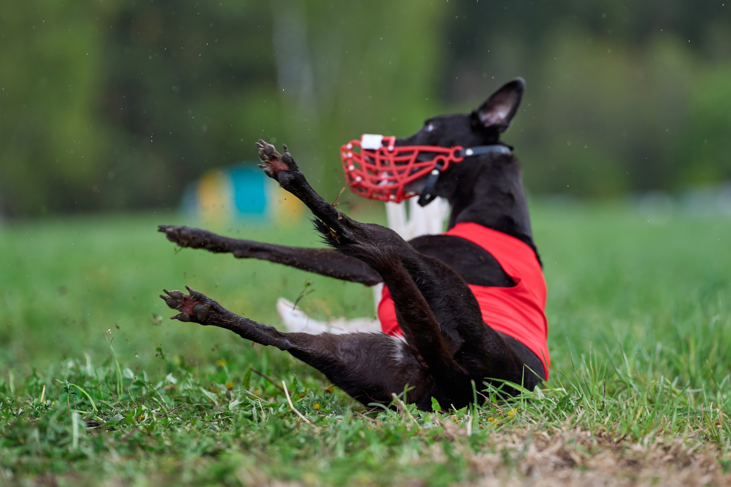ПЧРКФ по курсингу. Фотограф-анималист Михаил Манухин