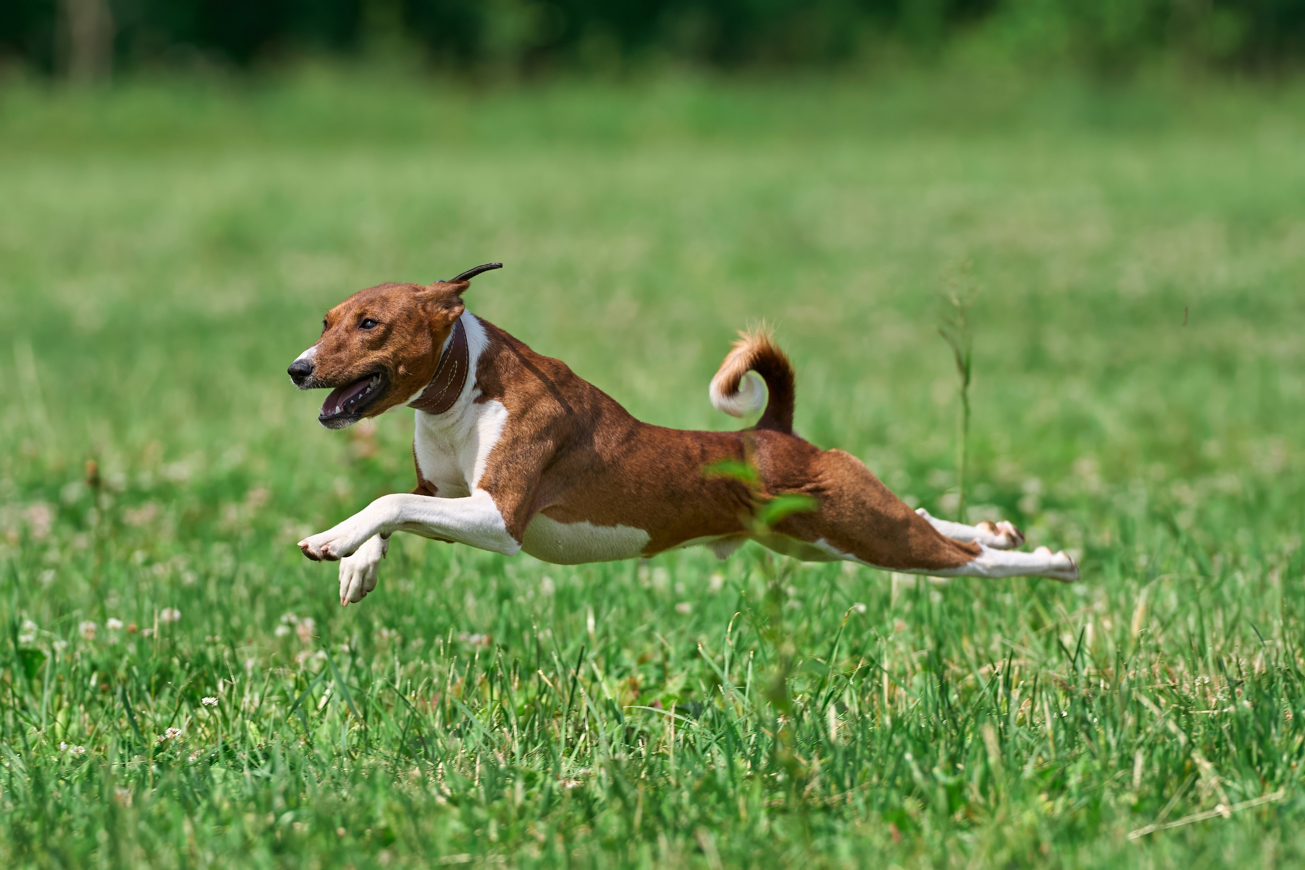 Тренировка по курсингу в Донино. Фотограф-анималист Михаил Манухин