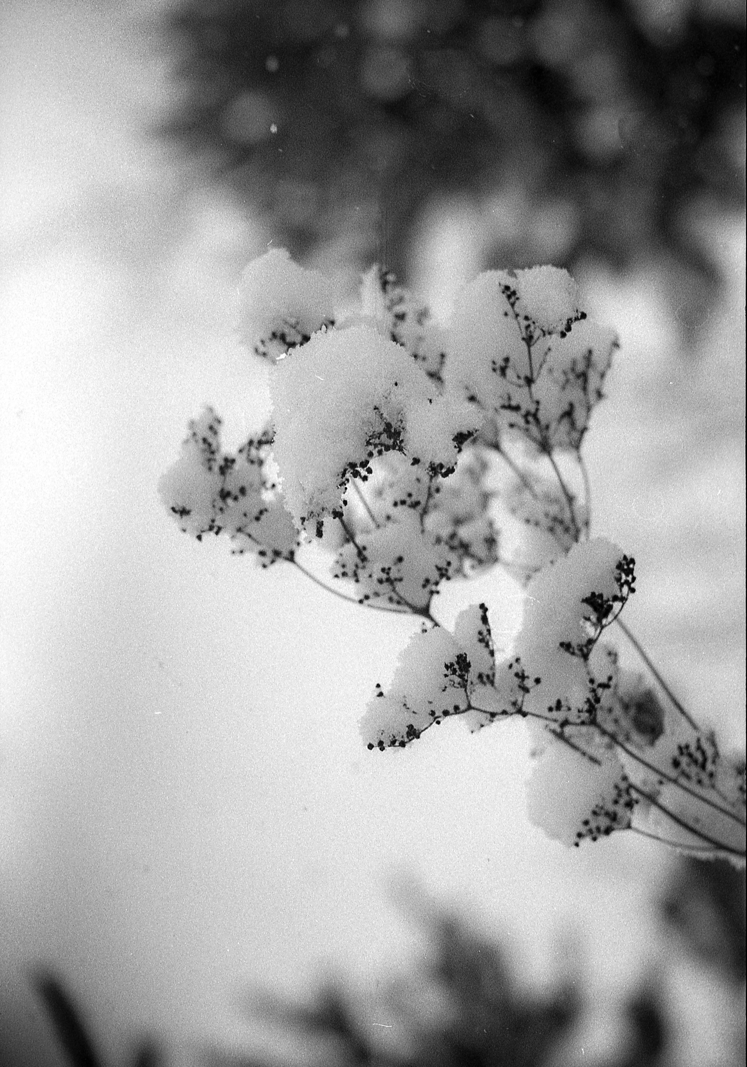 First roll of film. StepanGerasimov