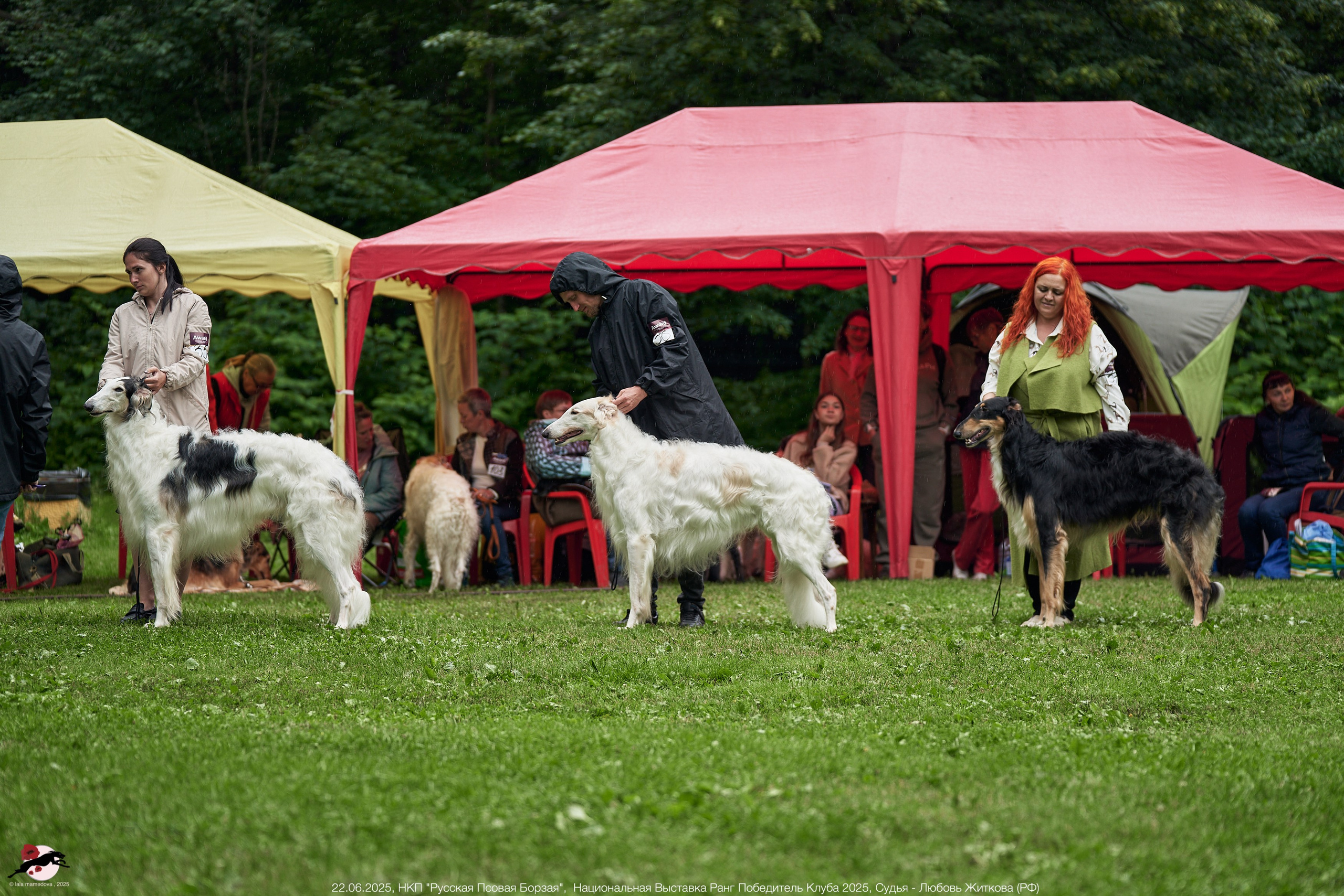 22.06.2025 | Национальная Выставка НКП "Русская Псовая Борзая"