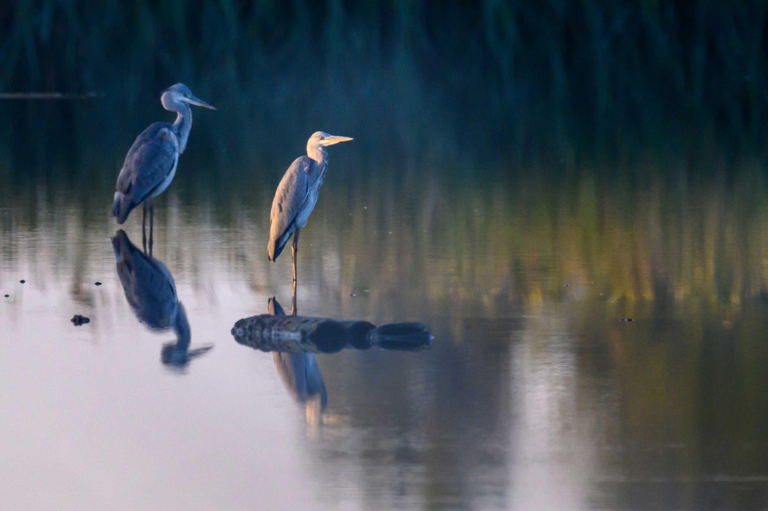 Цапли. Herons. Wildlife photography by Sergey Puponin