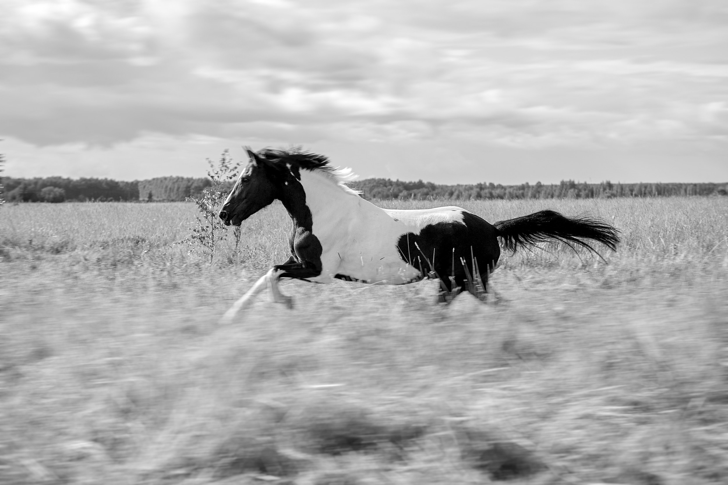 Балет и лошади, фотосессия «ГРАЦИЯ и СИЛА-1» Фотограф Михаил Семенов г. Ярославль