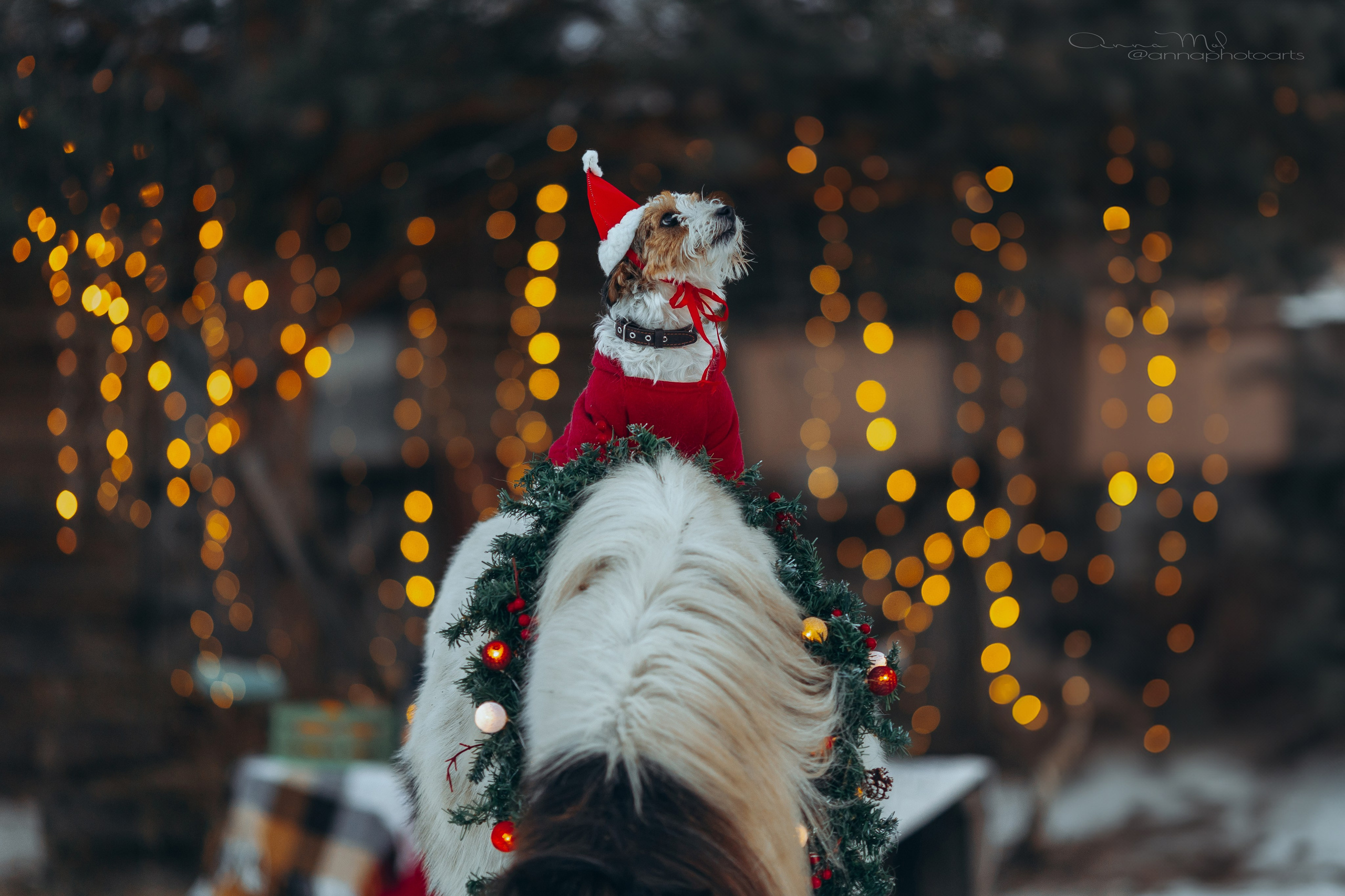 Тариф новогодний 2024. Анна Молчанова конный фотограф в Тюмени | фотосессии с лошадьми Тюмень