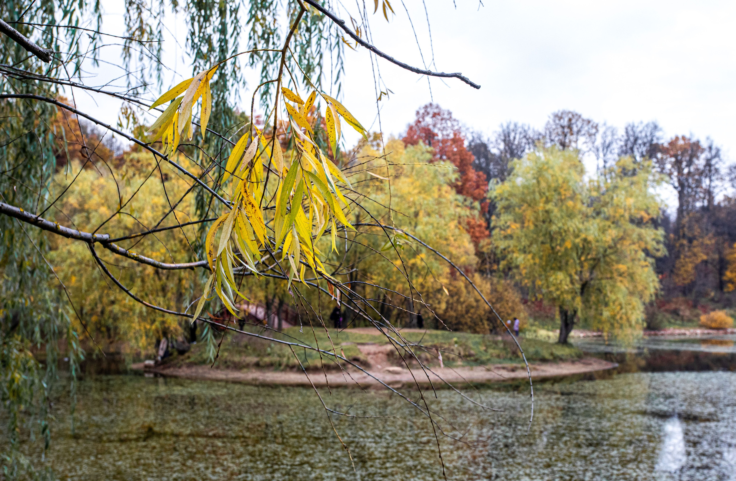 Осень. Свадьбы, портретная, предметная съемка. Фотограф Александр К