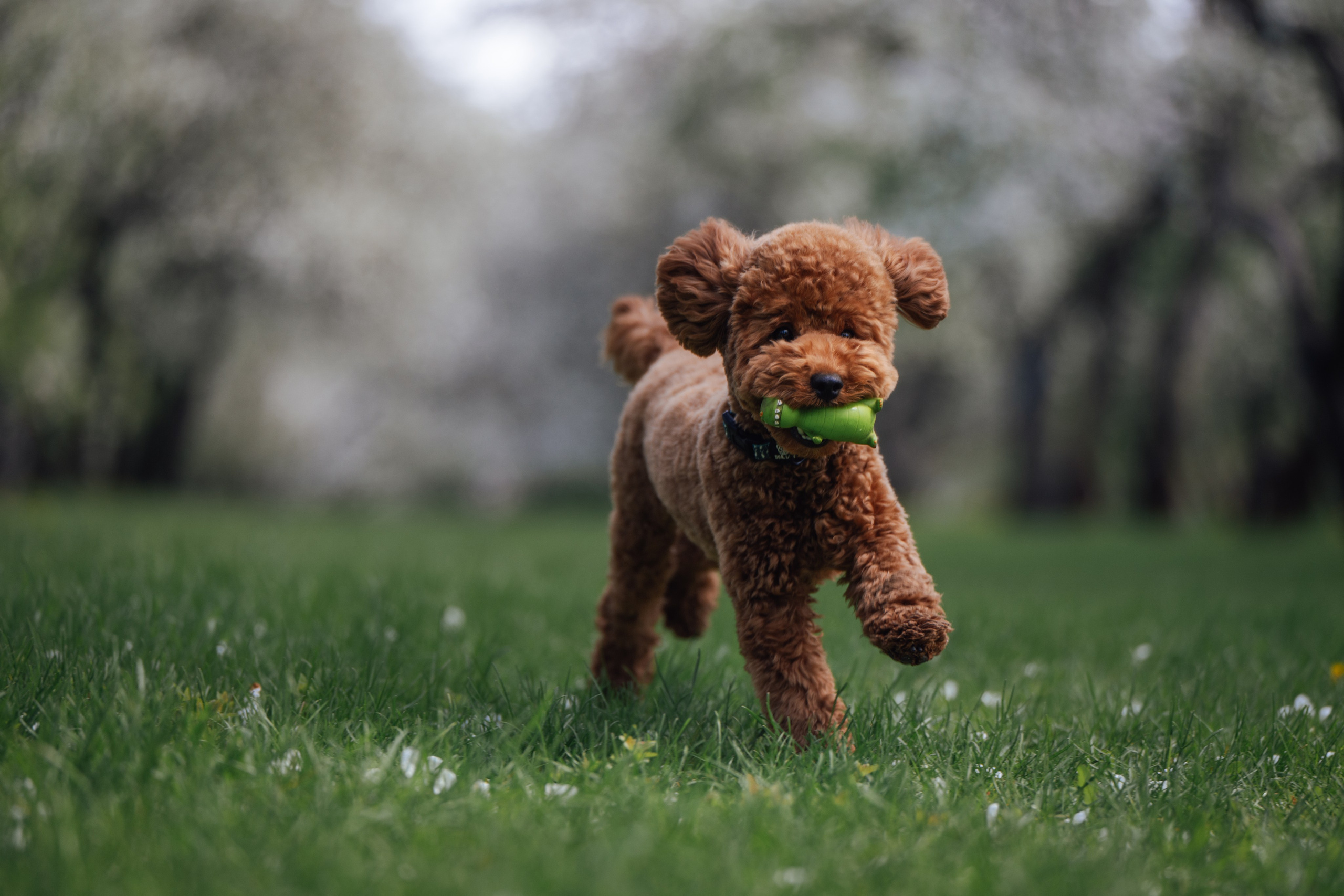 Фотограф Анималист в Москве Анастасия Жучкова
