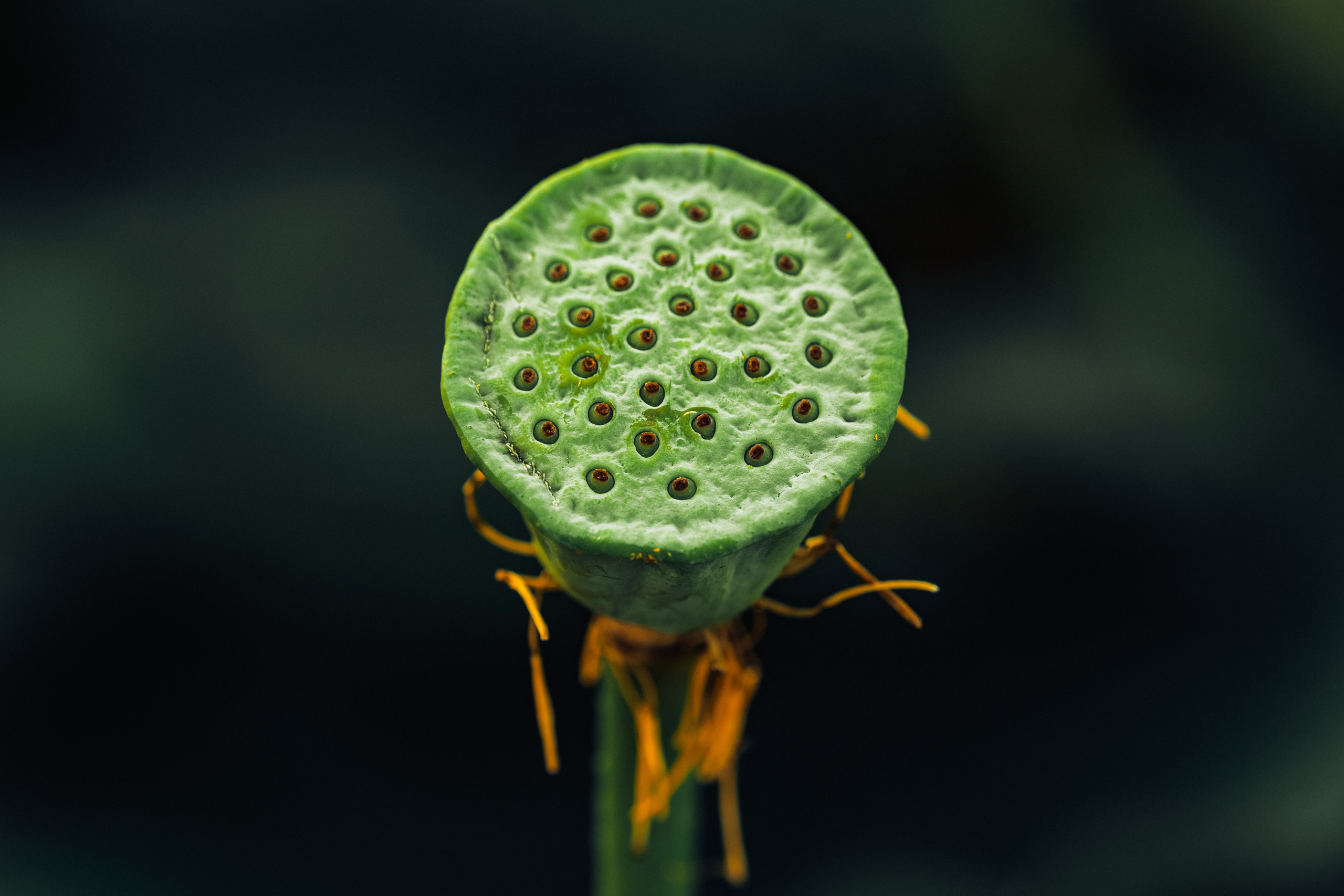 Пруд «Семейный» | с. Петровка. Иван Зайцев (IZIART) — создание культурного кода через фото и видео