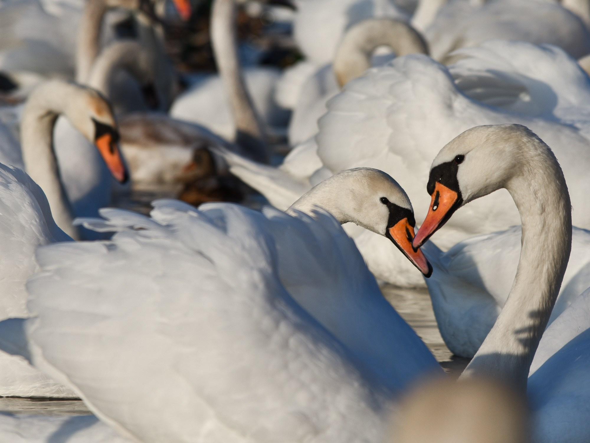 В созвучии с природой. Фотограф Светлана В. Пронина, Москва