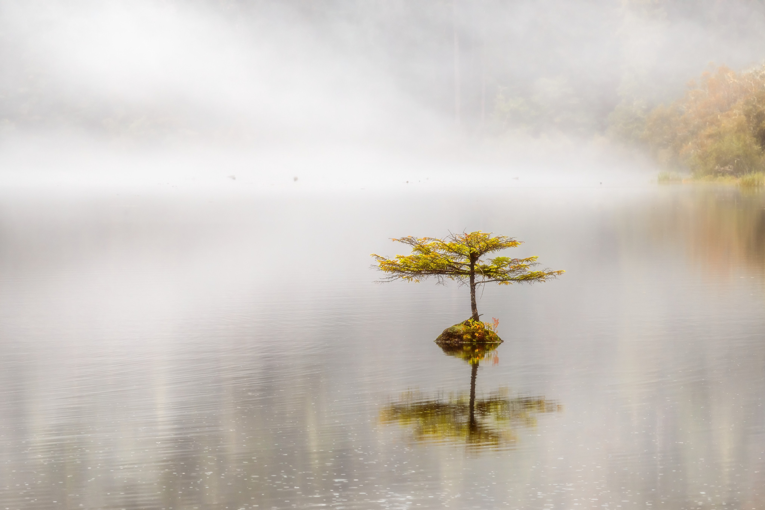 Одинокое дерево