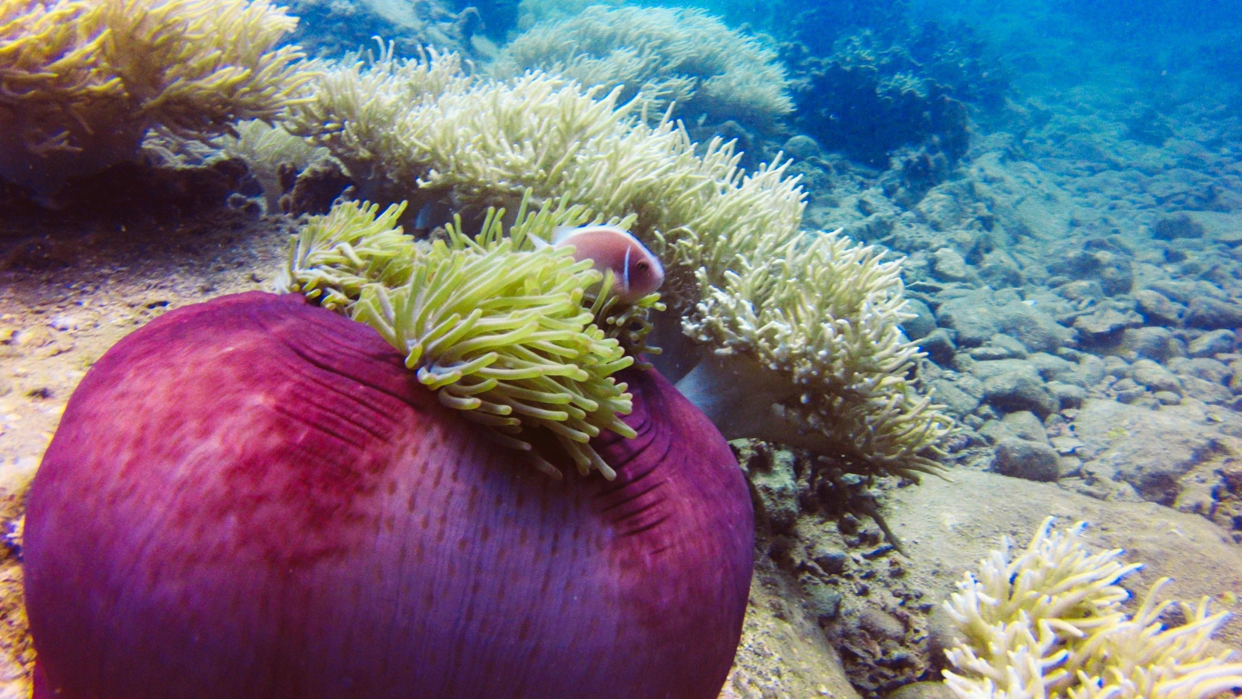 Для тех кто не боится сделать первый шаг. Дайвинг во Вьетнаме