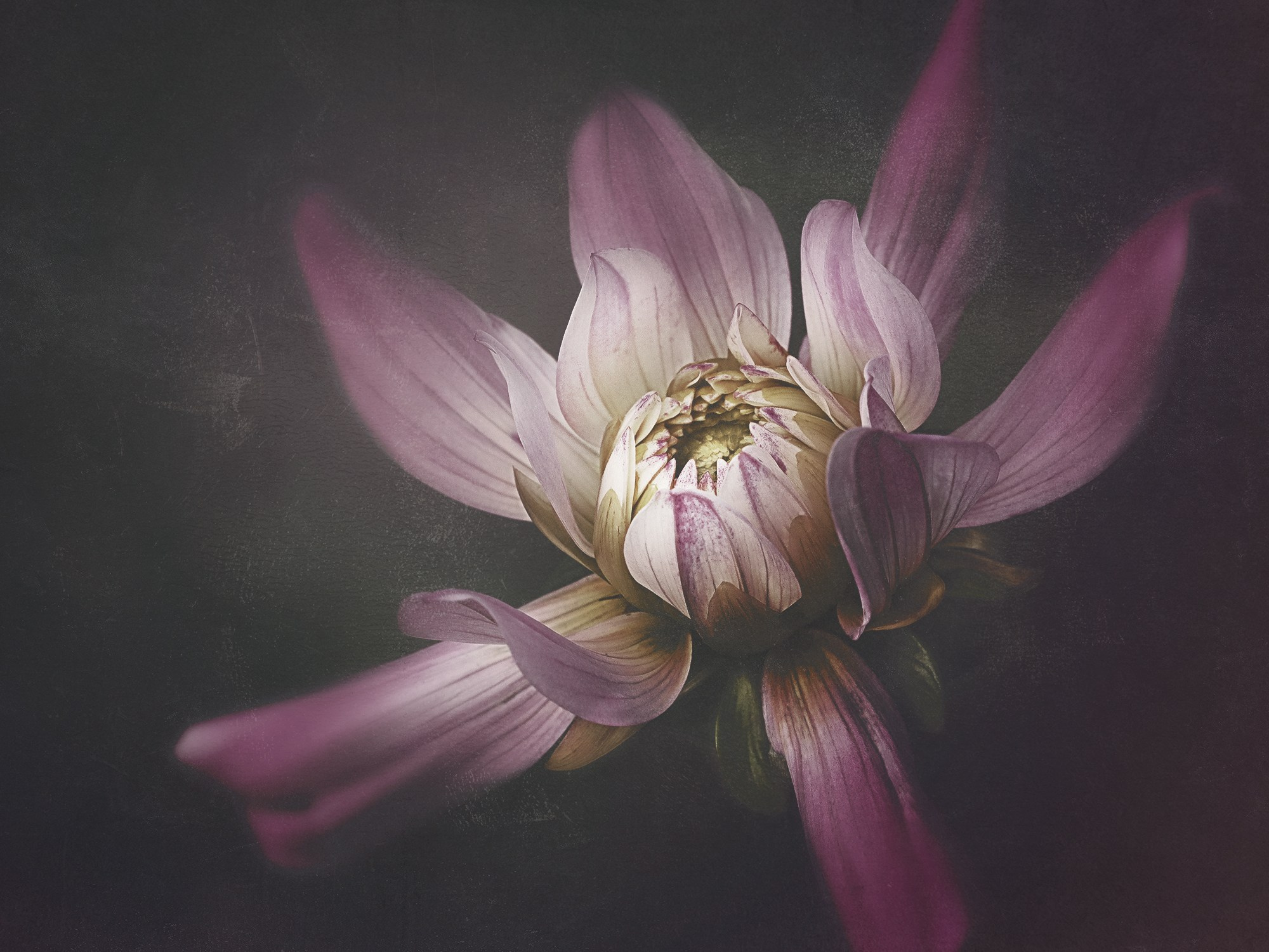 PINK VINTAGE. Eirene G | Photoartist | Flowers from my garden