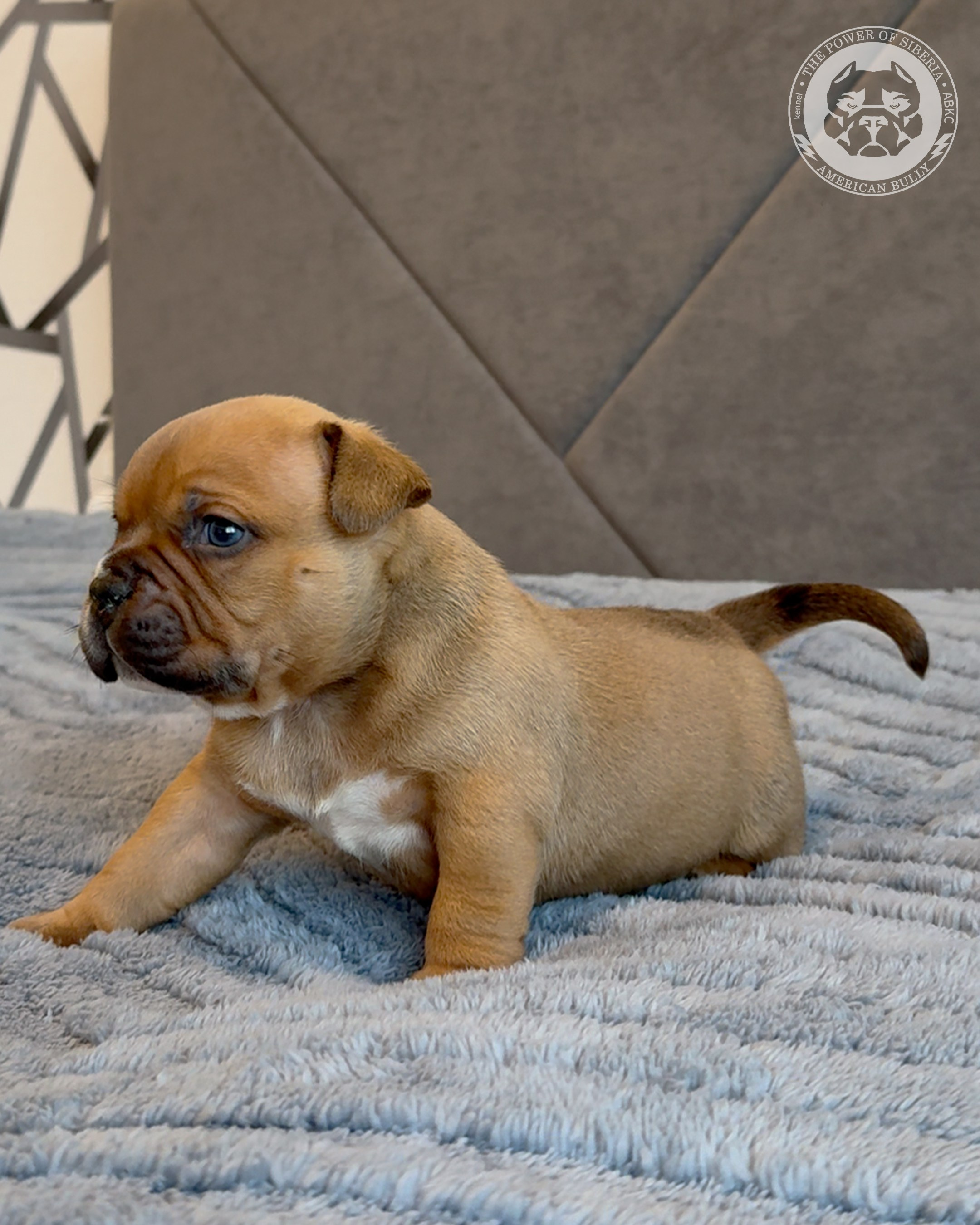 15.03.26-Баффи-Зевс. Американский Булли в г. Ростов-на-Дону. Питомник THE POWER OF SIBERIA