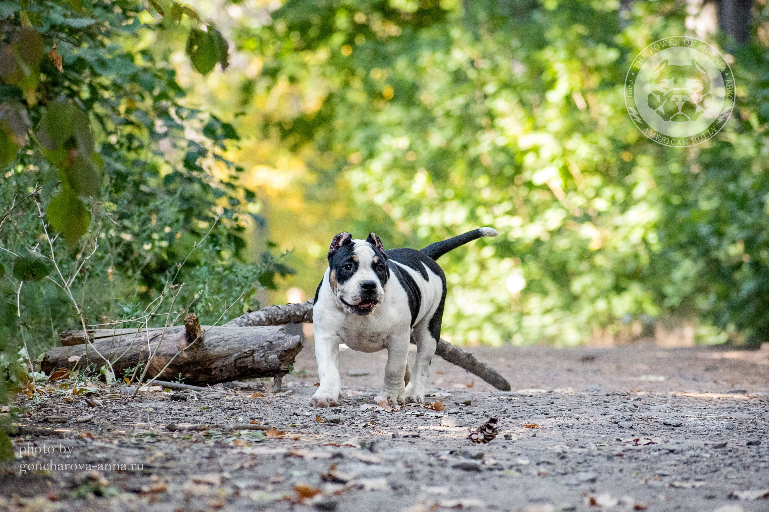 купить щенка Американского булли в ДНР