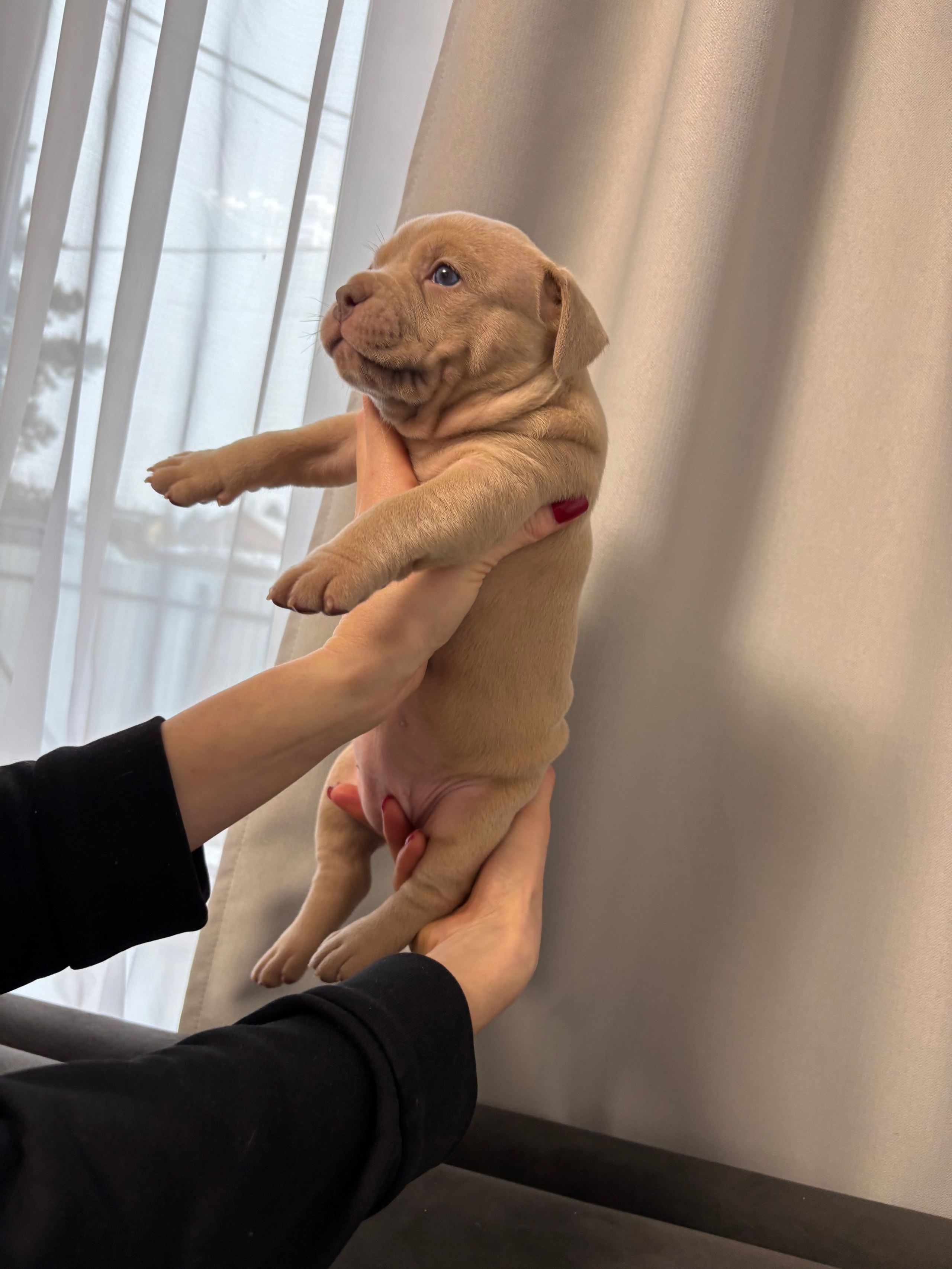 Помет Рич и Дося 04.02.25. Американский Булли в г. Ростов-на-Дону. Питомник THE POWER OF SIBERIA