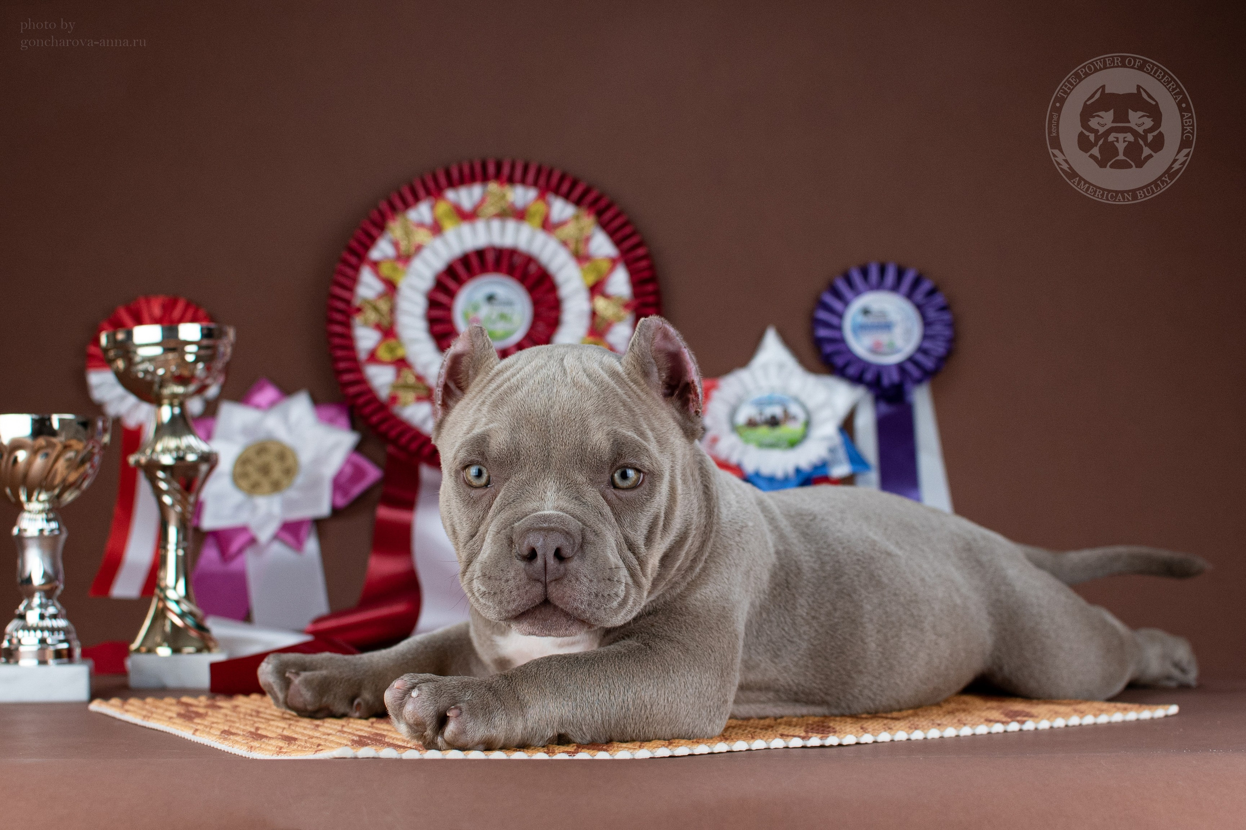 купить амбулли Санкт-Петербурге