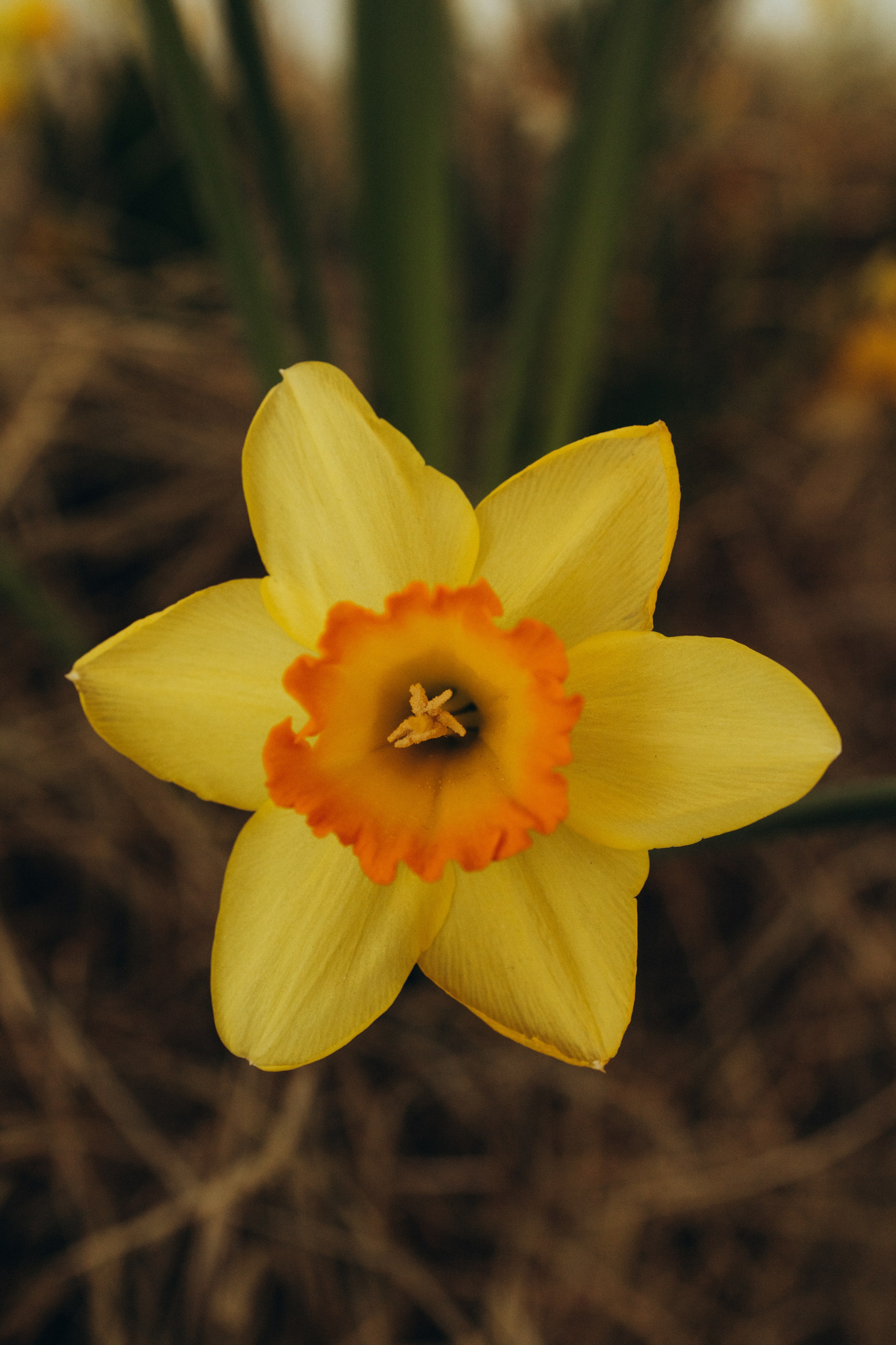 Алина. Фотограф Москва Алёна Суворова