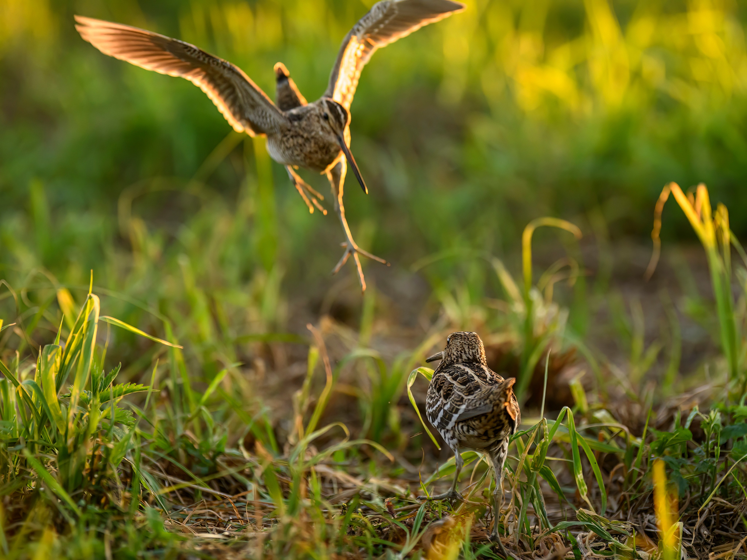 Дупелиный ток: настоящие гусары!. Фотограф Сергей Пупонин