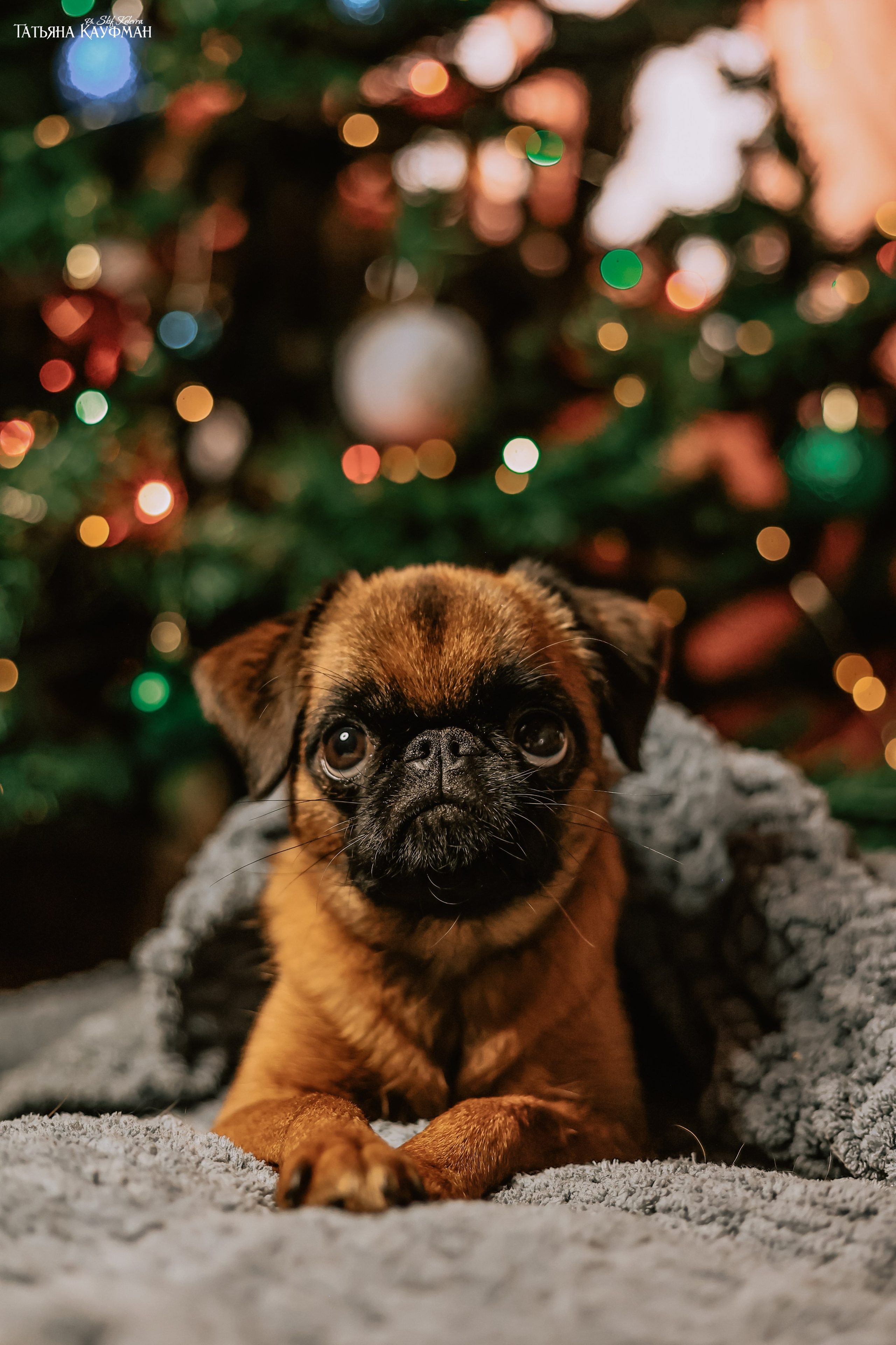 Малый брабансон, фотография брабансон, красивая собака, фотограф анималист, фотокурс Анималистика, научиться фотографировать собак, фотограф Новосибирск