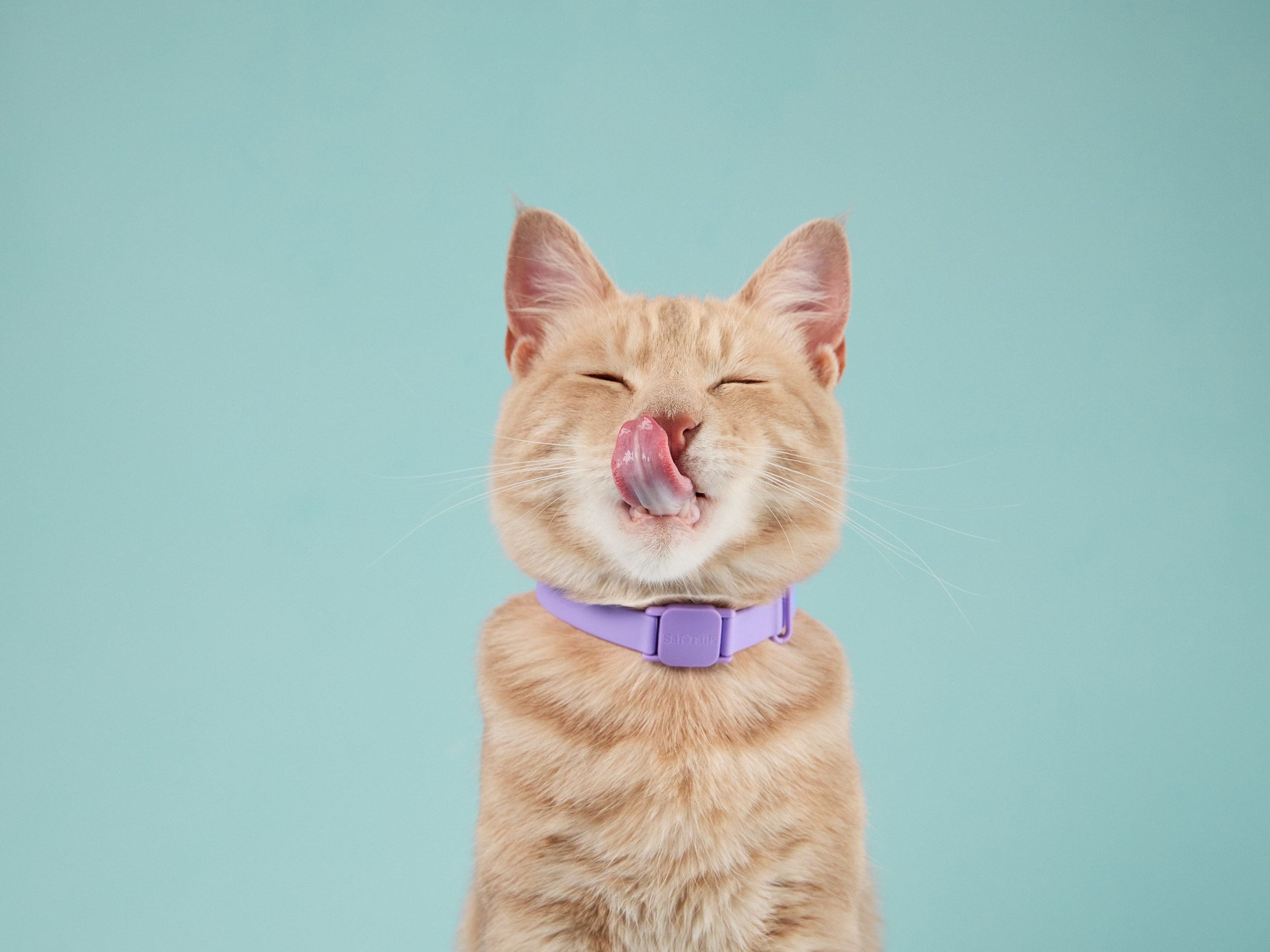 Pet Advertising Photography | Commercial Shoots with Dogs & Cats. Dog photographer Averianova Anna — Art photography of dogs
