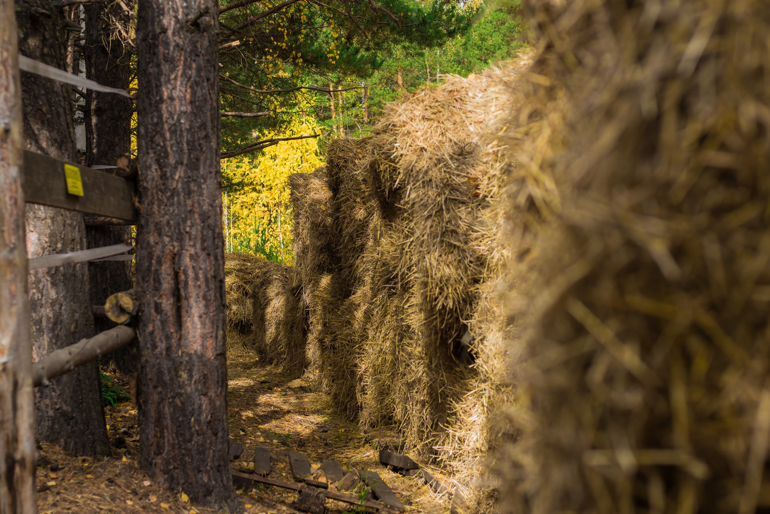 Конный клуб. Сентябрь, 2023 год. Фотограф Переверзева Анна Екатеринбург