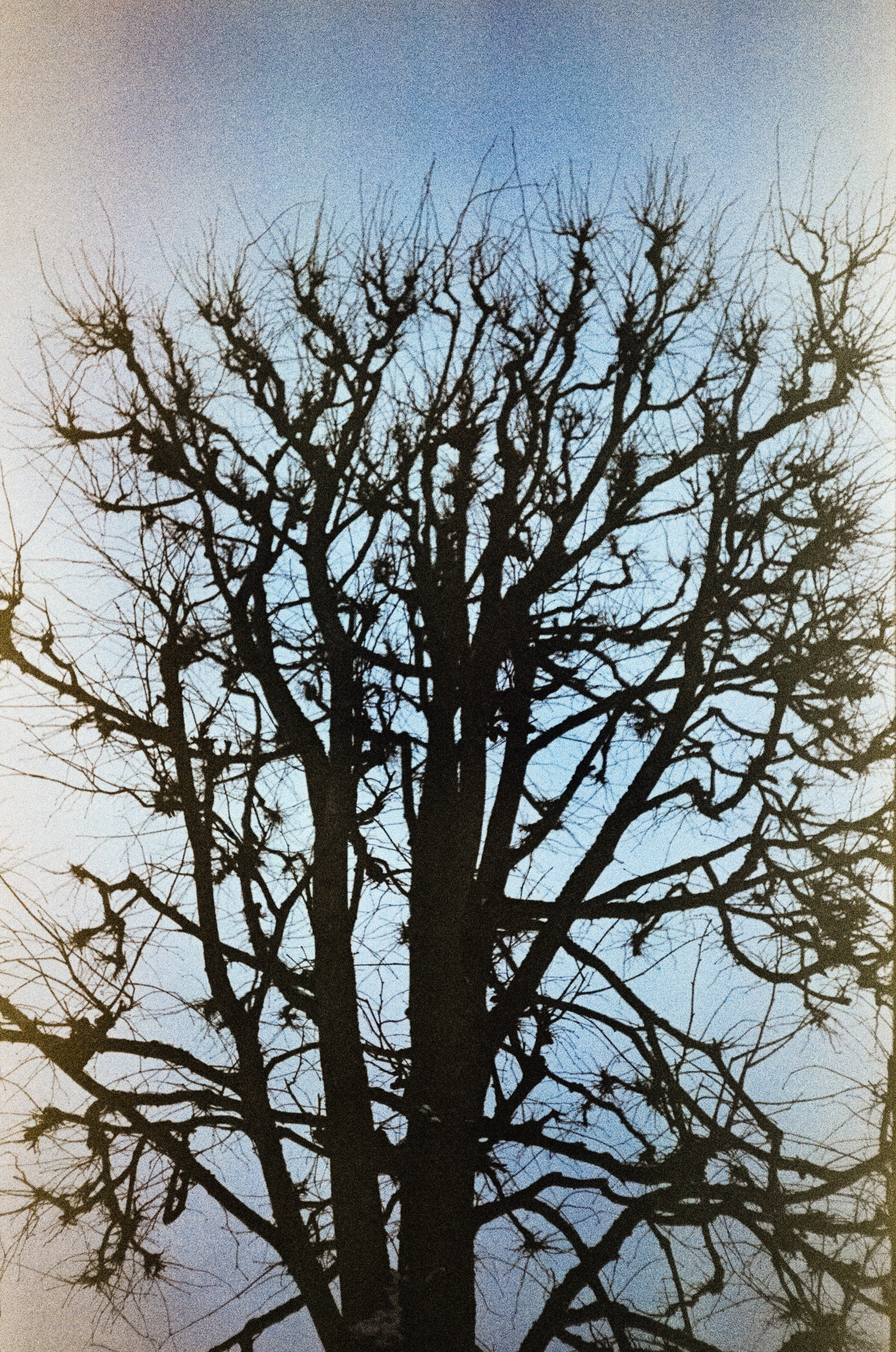 Fujicolor Superia 200 (просрочка) / Cosina CX-1 / 6 января 2025 года Усадьба Архангельское