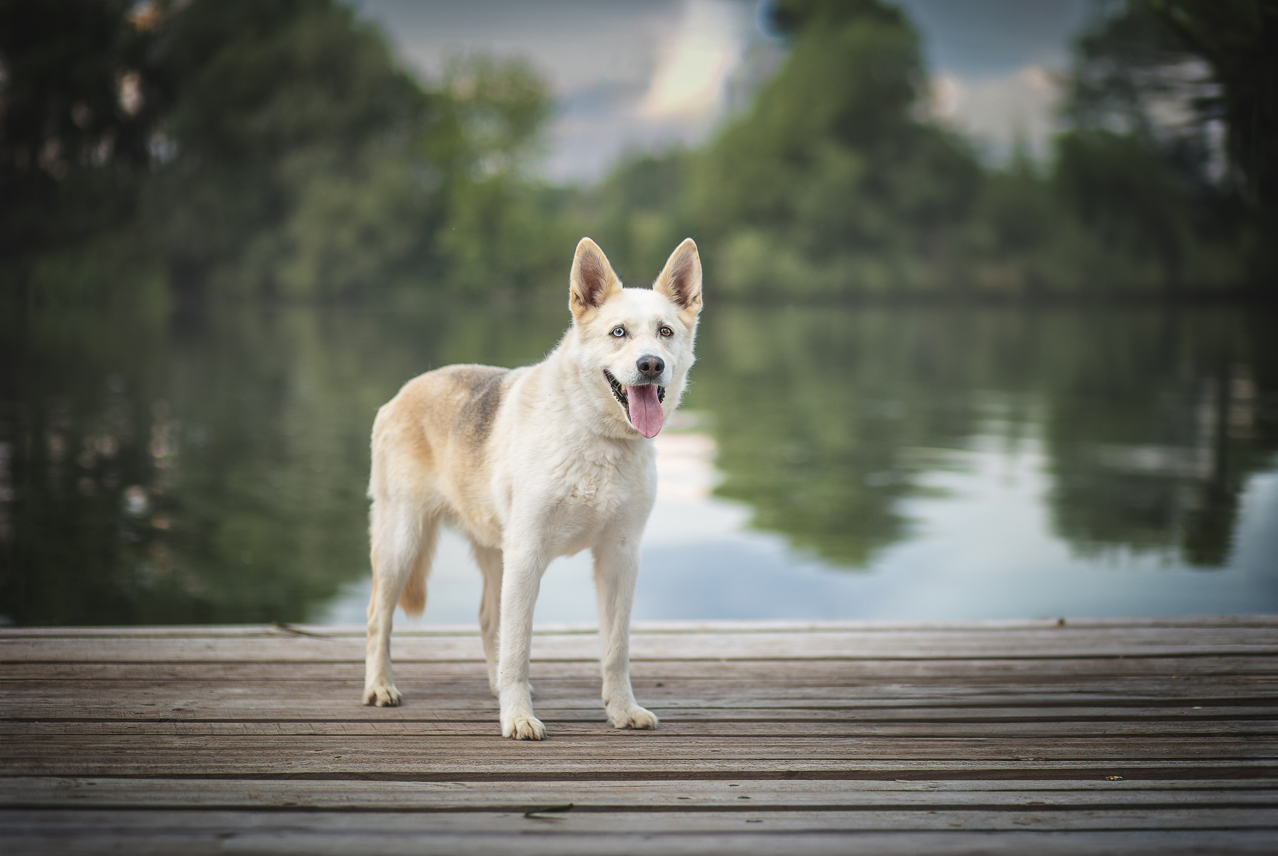 ИЩУТ ДОМ. Фотограф-анималист в Москве и Подмосковье