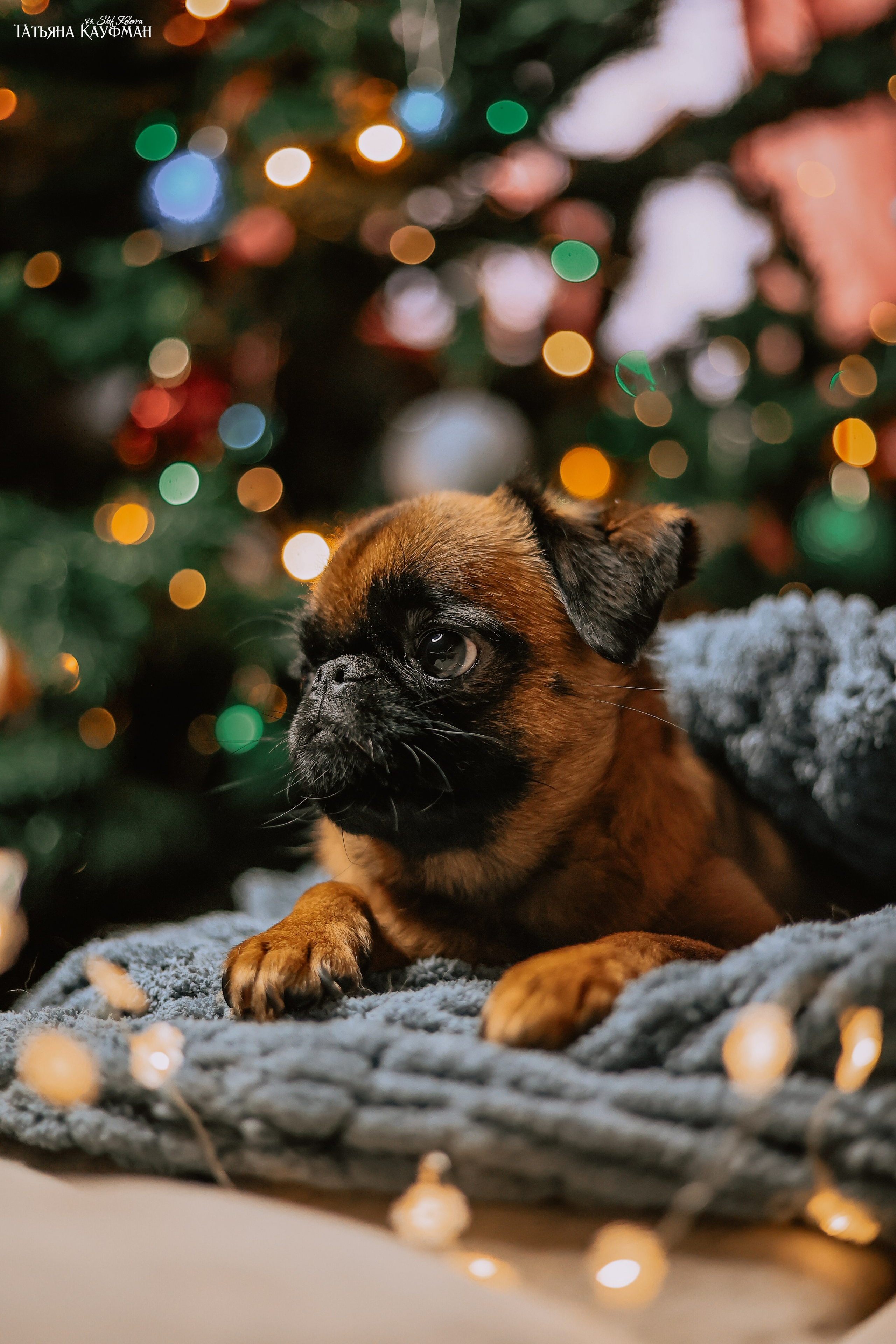 Малый брабансон, фотография брабансон, красивая собака, фотограф анималист, фотокурс Анималистика, научиться фотографировать собак, фотограф Новосибирск