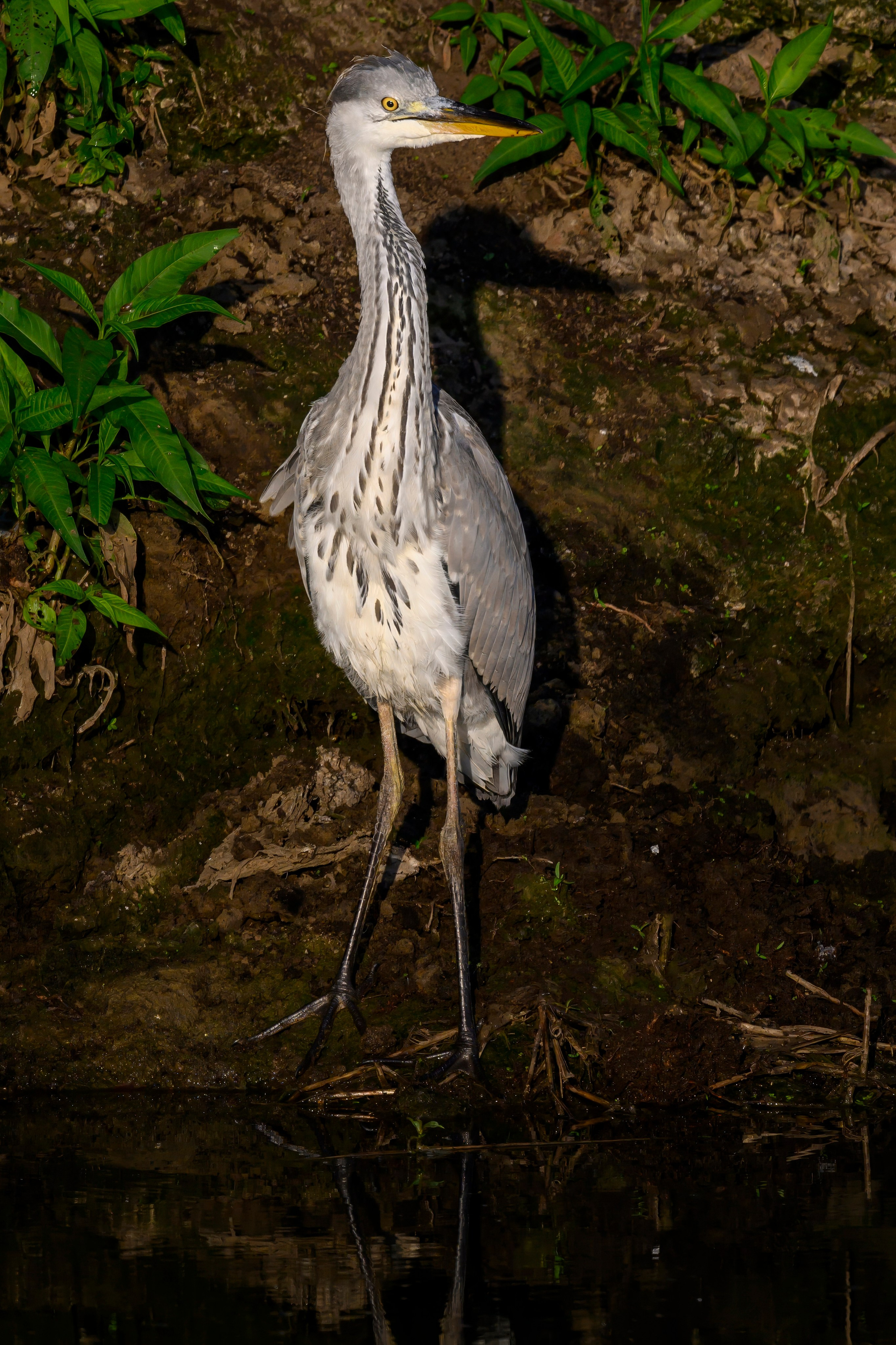 Цапли и совы. Herons and Owls. Wildlife photography by Sergey Puponin