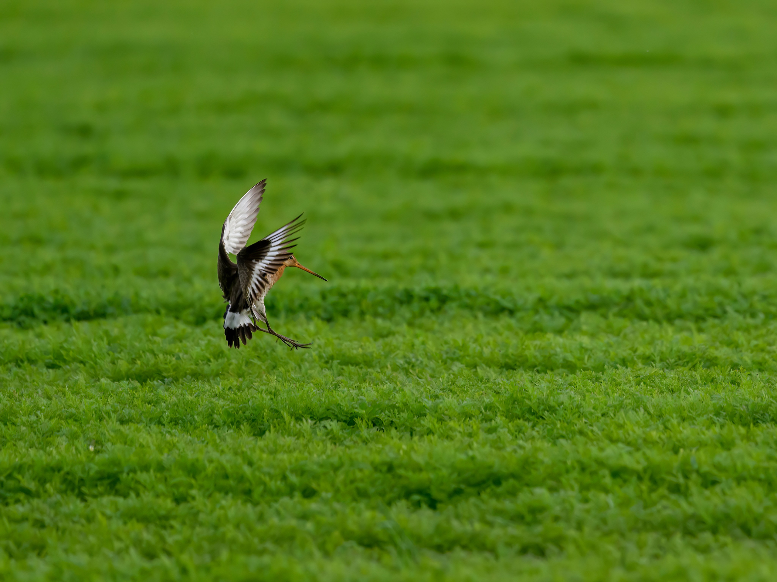 Веретенник и пожар на болоте. Wildlife photography by Sergey Puponin
