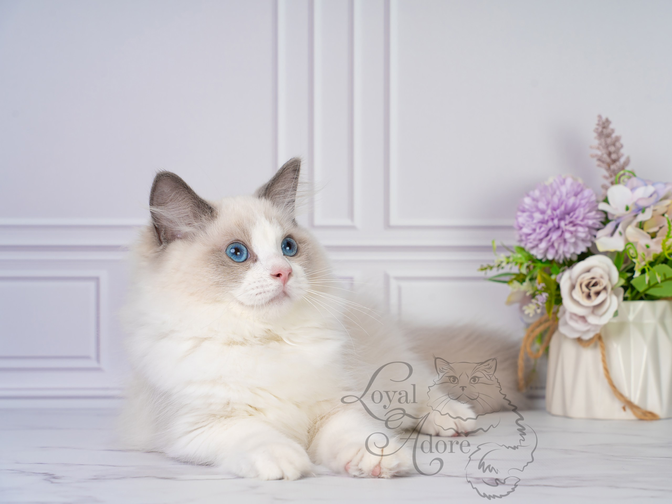 Котята рэгдолл от Loyal Adore. Питомник рэгдолл Loyal Adore