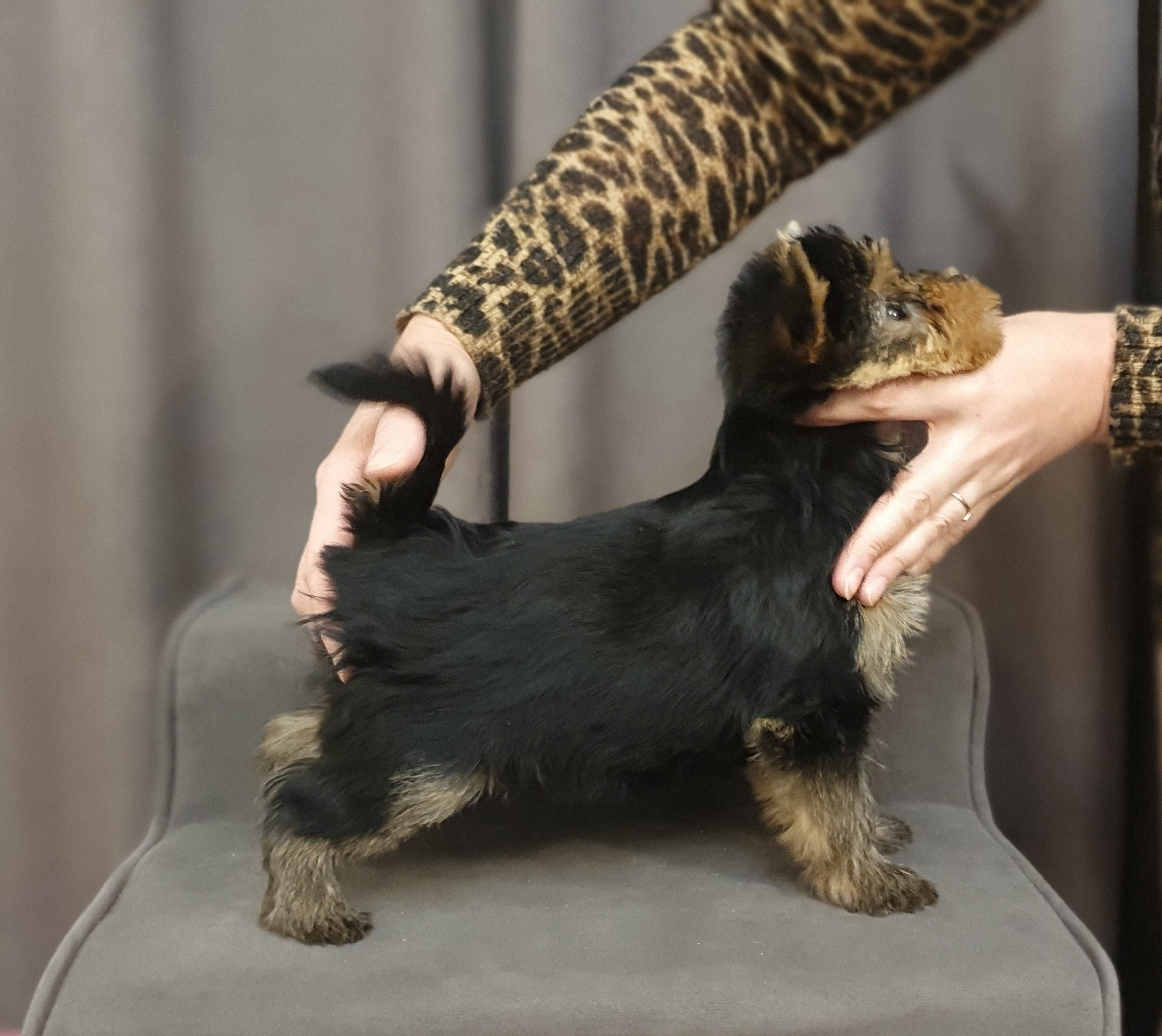 Щенки йоркширского терьера. Питомник Воле'Т Шоу Vole'T Shou. Йоркширский терьер — питомник йоркширских терьеров Vole'T Shou