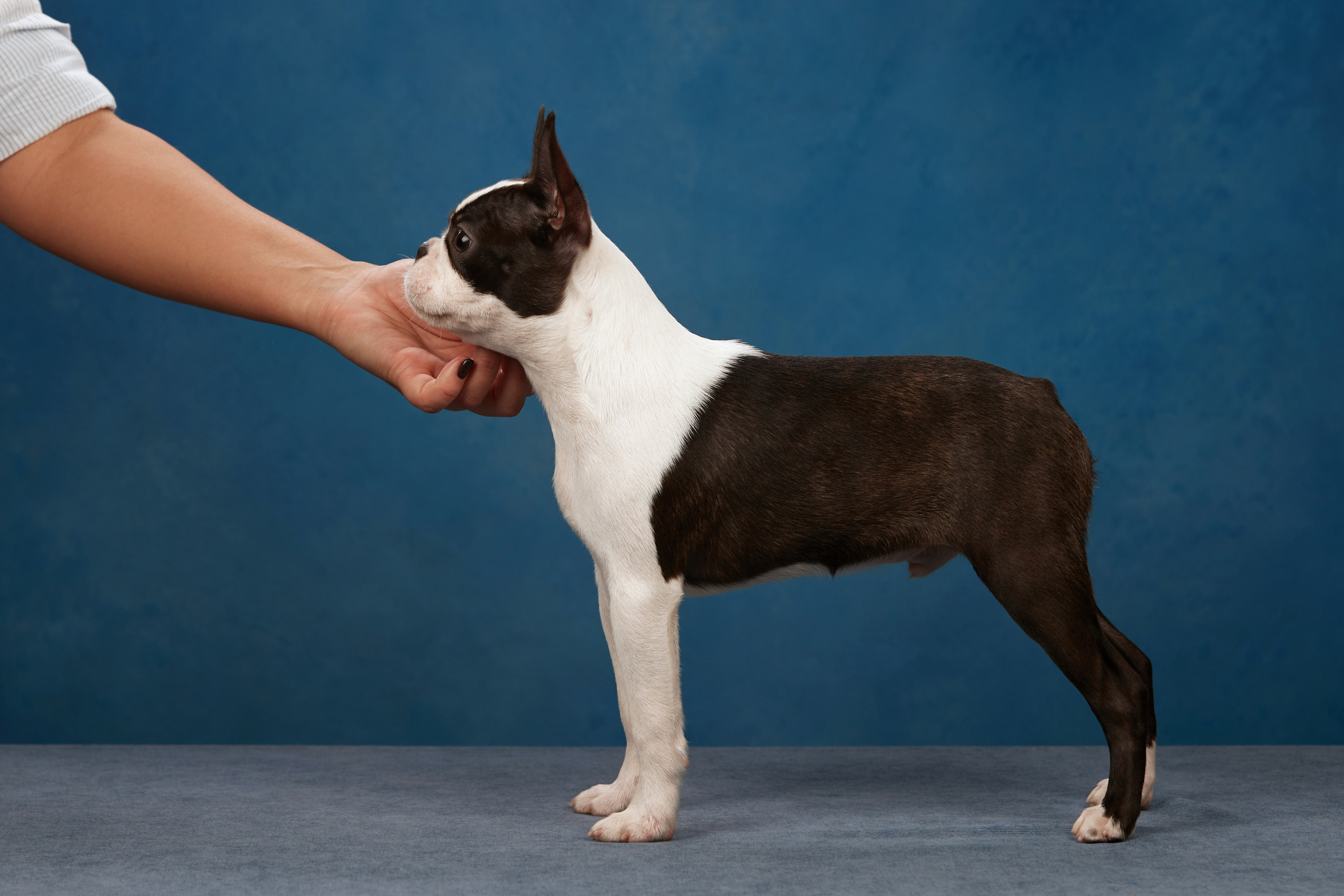 ФОТОСЪЕМКА ЩЕНКОВ НА ДОМУ. ФОТОГРАФ-АНИМАЛИСТ l LANA POLYAKOVA