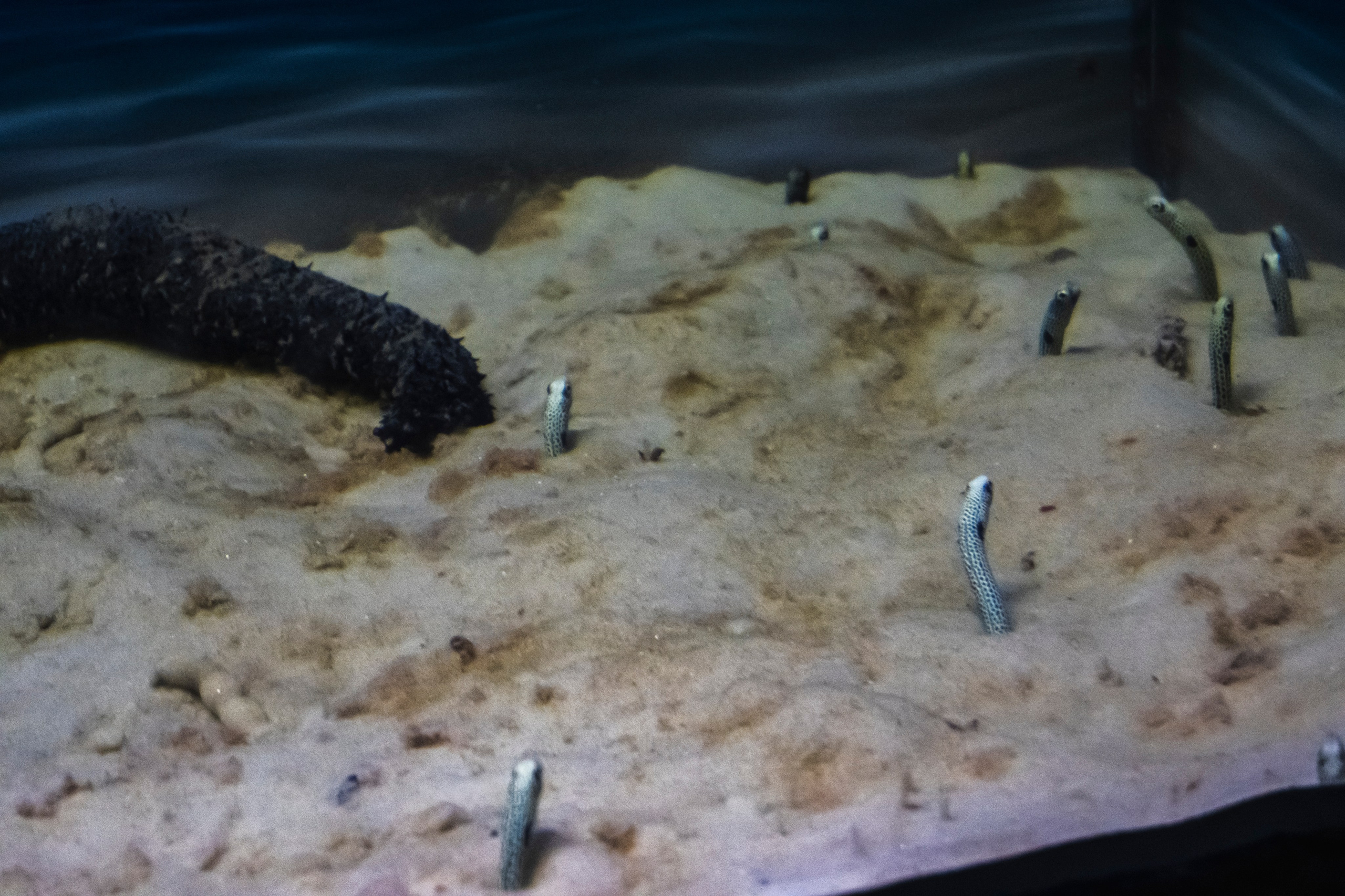 Москвариум. Фотограф Роман Адлер