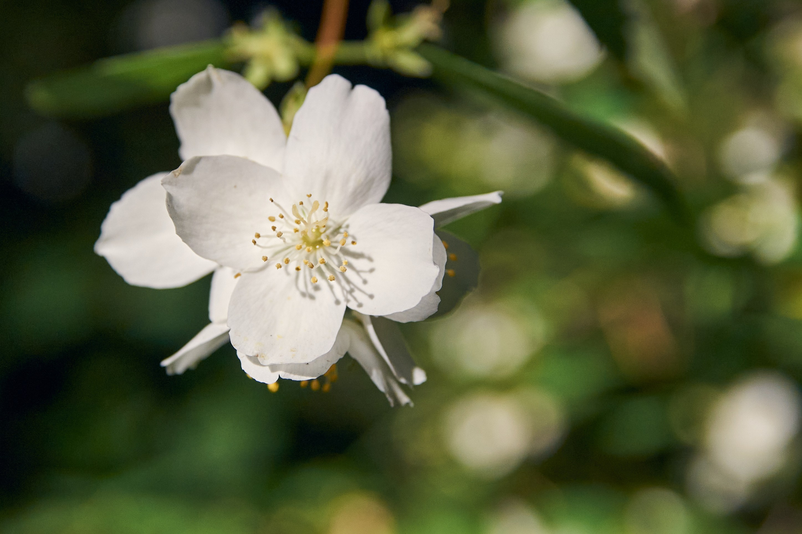 Свадебная серия Вероники и Владислава. Фотограф в Москве и Московской области (Ю-В) Олеся Макарова