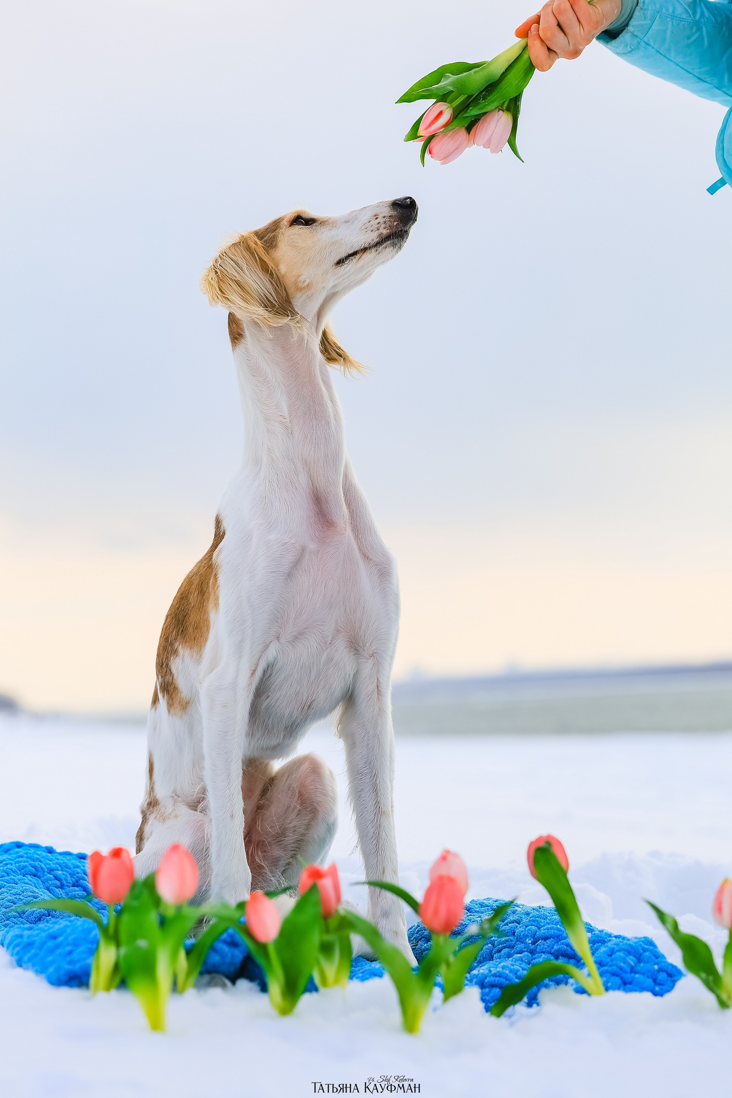 Салюки Флай и Лира. Фотограф Анималист из Новосибирска Татьяна Кауфман