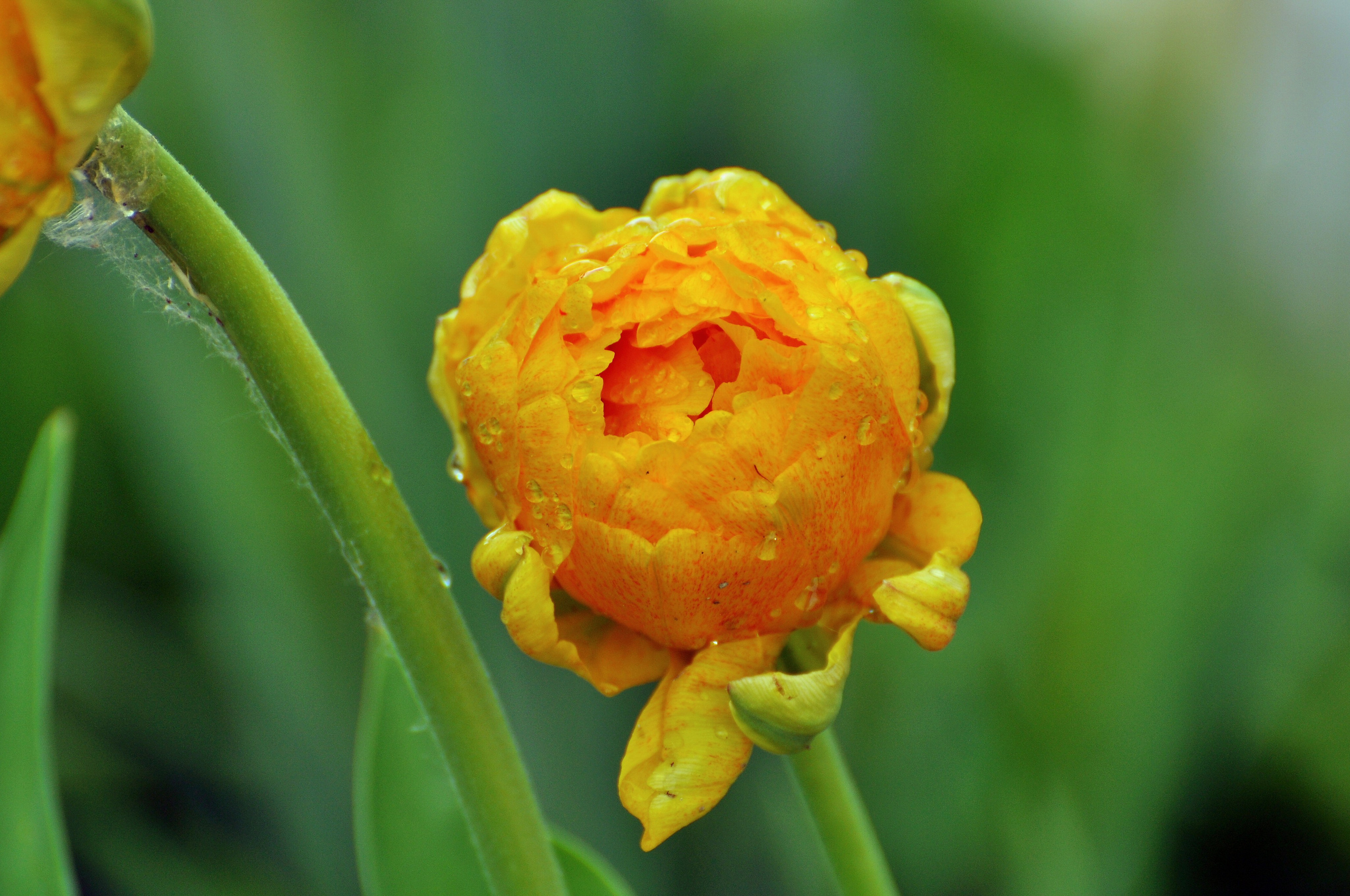 Свадебный и семейный фотограф в Москве Лера Леридзе