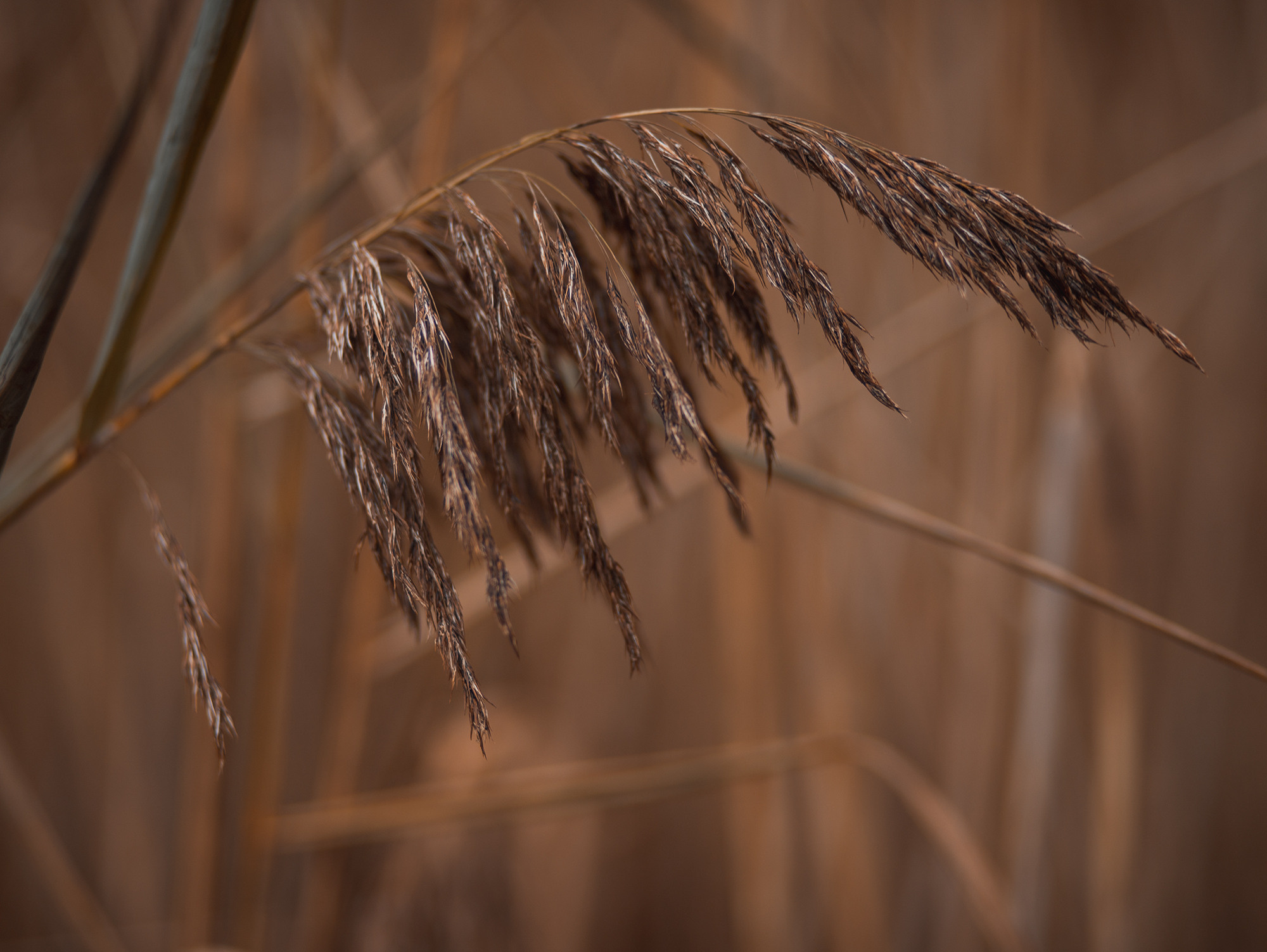 Мини прогулка осень. Семейный фотограф в Санкт-Петербурге Ирина Иванова